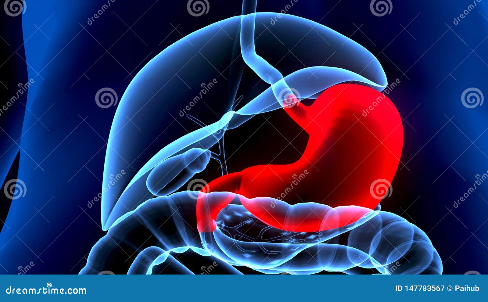 3D Illustration of Human Body Organs Anatomy Liver Stock Illustration ...
