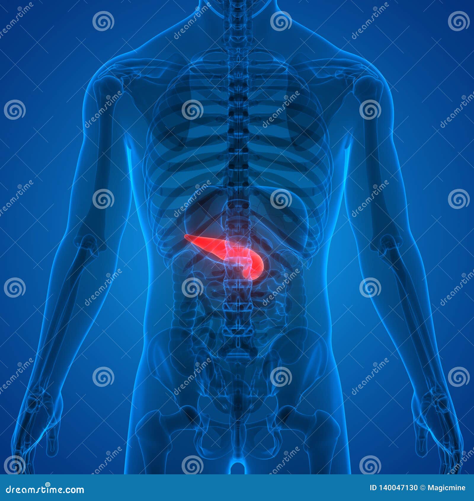 Human Body Organs Anatomy Pancreas Stock Illustration Biology Diagrams
