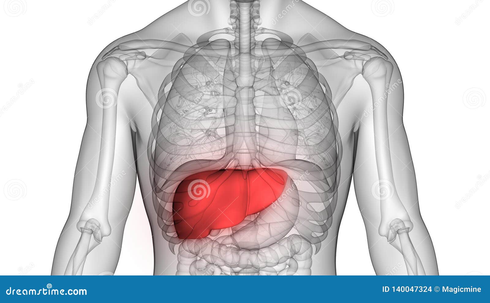 Human Body Organs Digestive System Liver Anatomy Stock Illustration Illustration Of Medical Acids 140047324