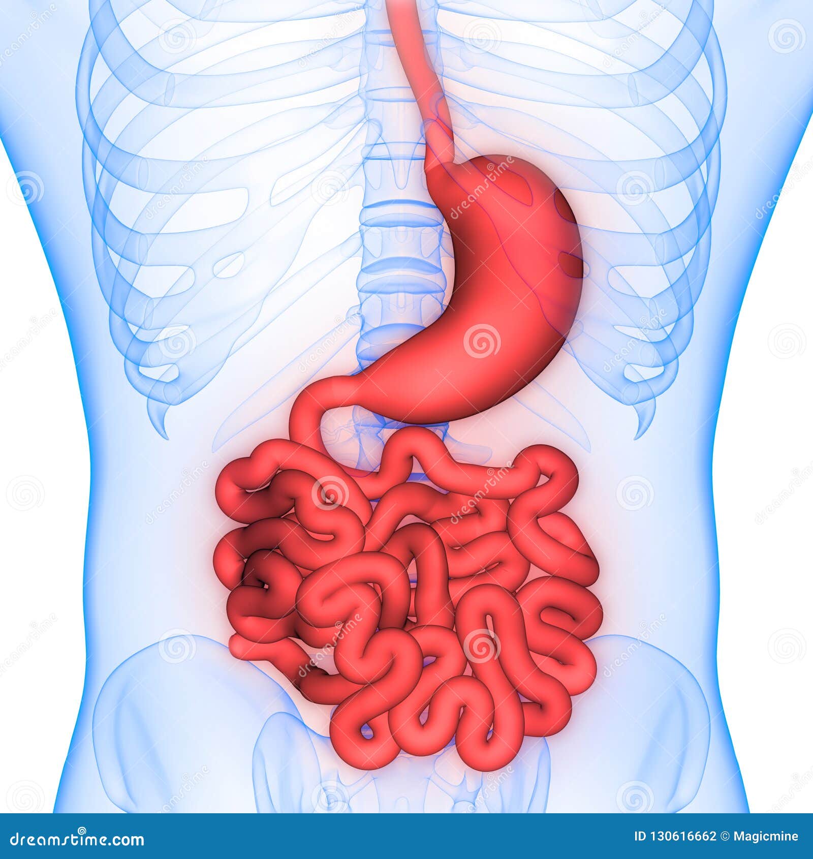 Human Intestines Chart