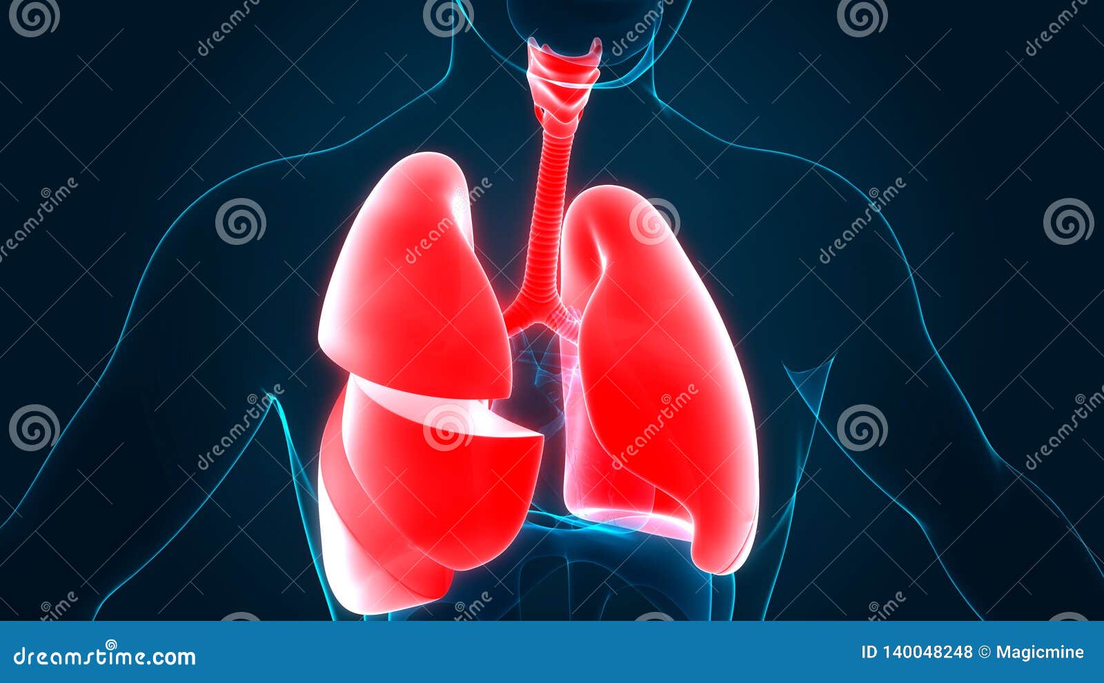 Human Body Organs Respiratory System Lungs Anatomy Stock Illustration