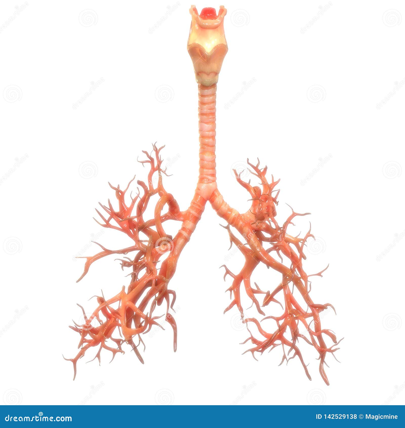 Human Body Organs Respiratory System Lungs Anatomy Stock
