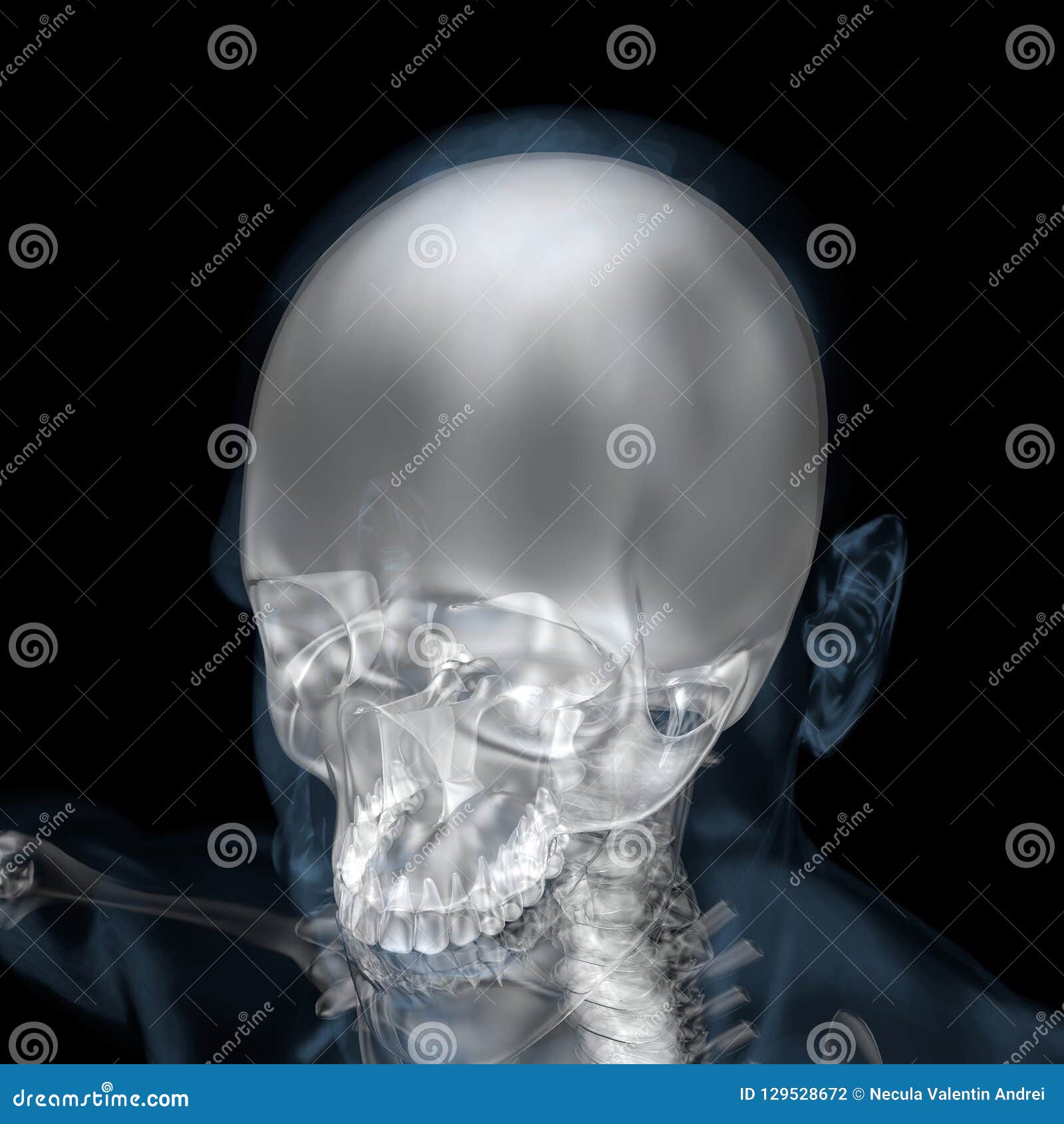 3d Illustration of Human Body Skeletal Cranium Stock Illustration ... Biology Diagrams