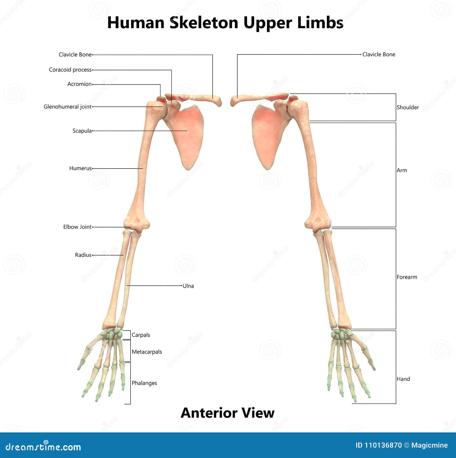 Limbs Cartoons Illustrations Vector Stock Images 3742 Pictures To limbs-cartoons-illustrations-vector-stock-images-3742-pictures-to