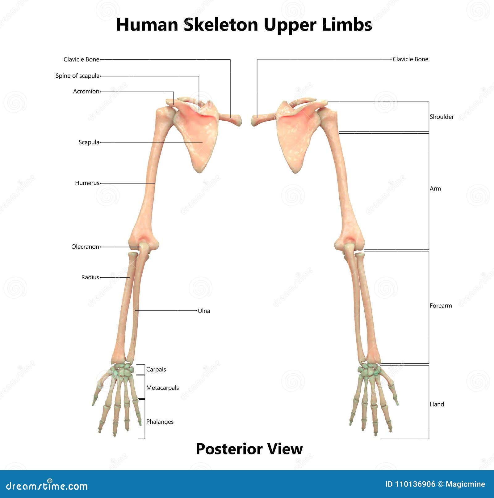 Human Body Skeleton System Upper Limbs Posterior View Anatomy Stock ... Biology Diagrams