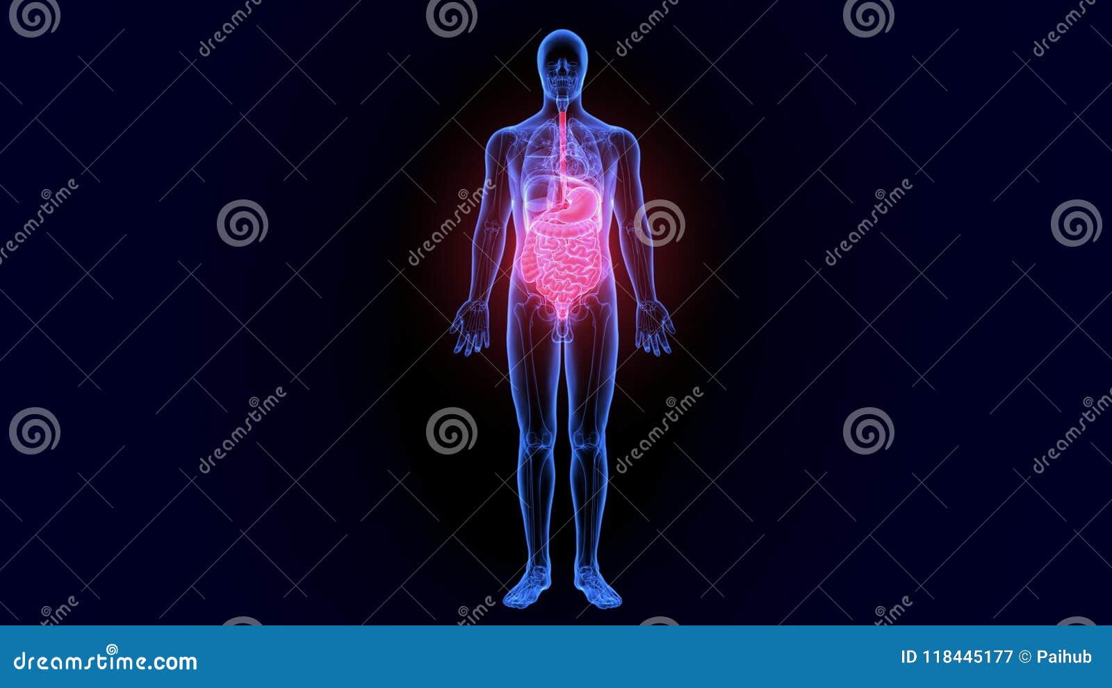 does the large intestine absorb water does the large intestine absorb water