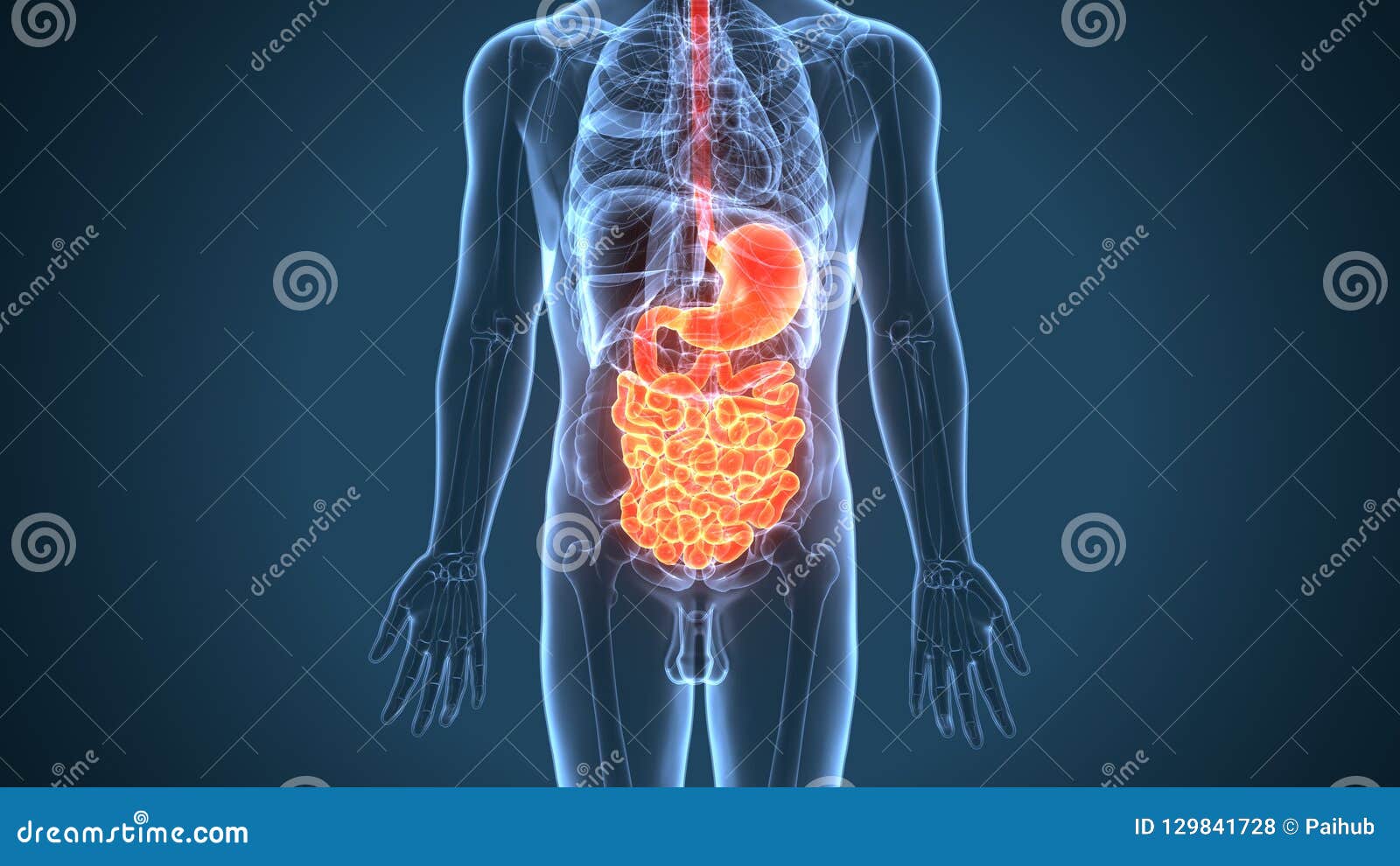 Human Anatomy Stomach - Anatomy Drawing Diagram