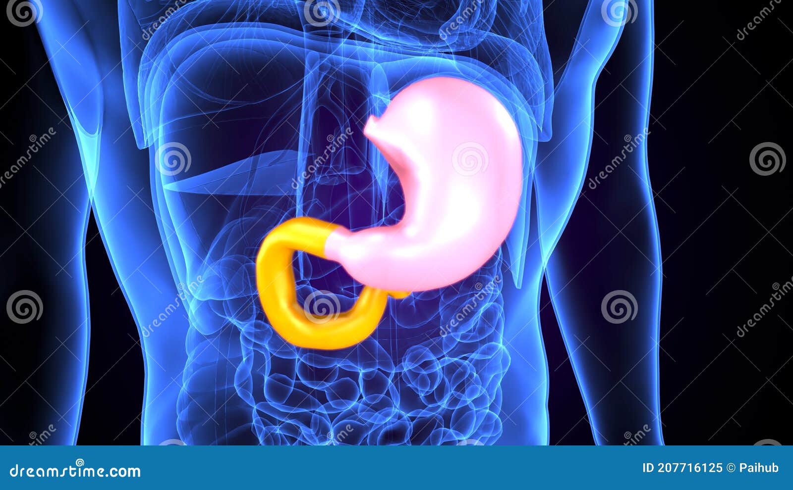 3D Illustration of Human Digestive System Stomach Anatomy Stock ...