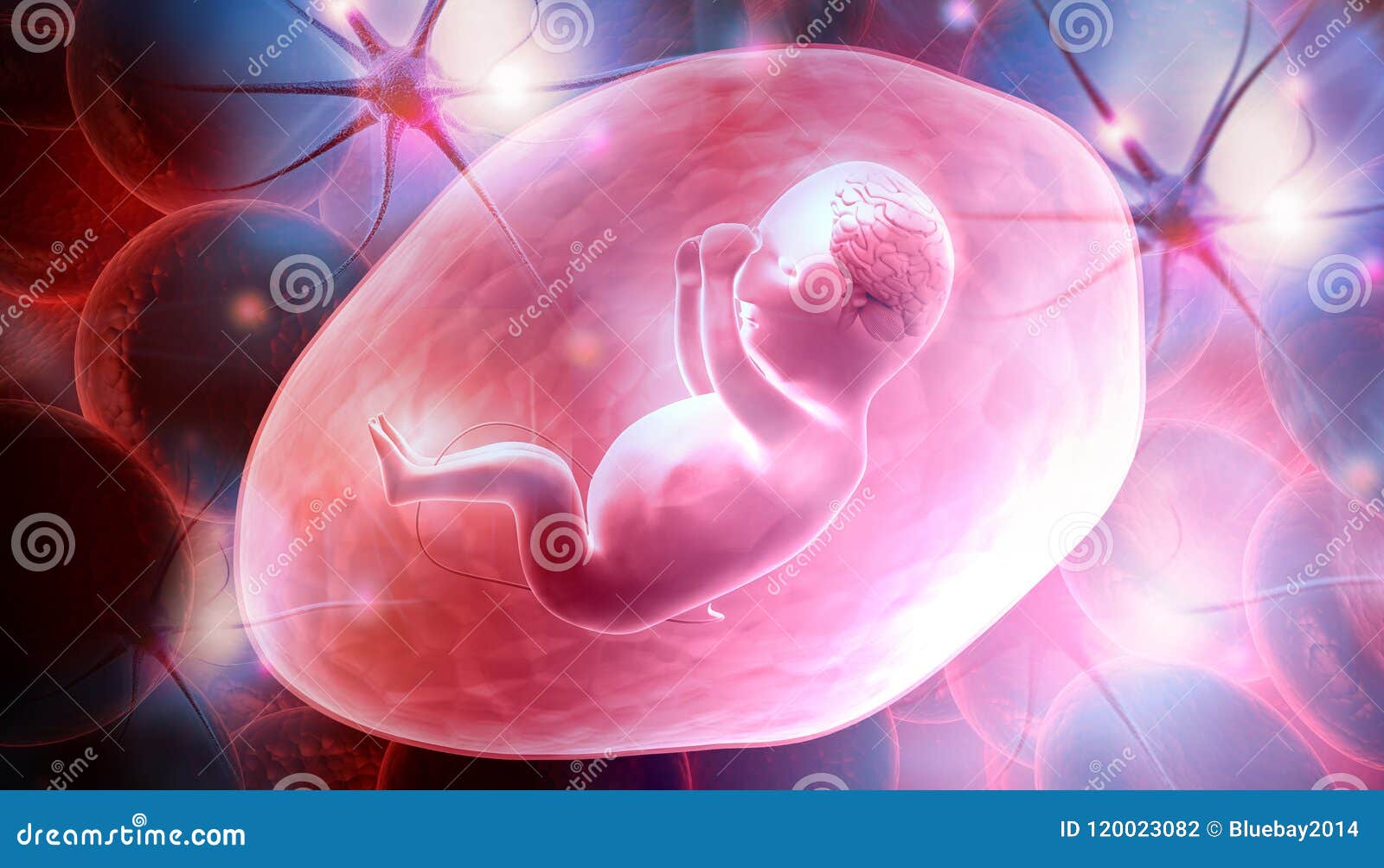 Human fetus stock illustration. Illustration of biotechnology Biology Diagrams