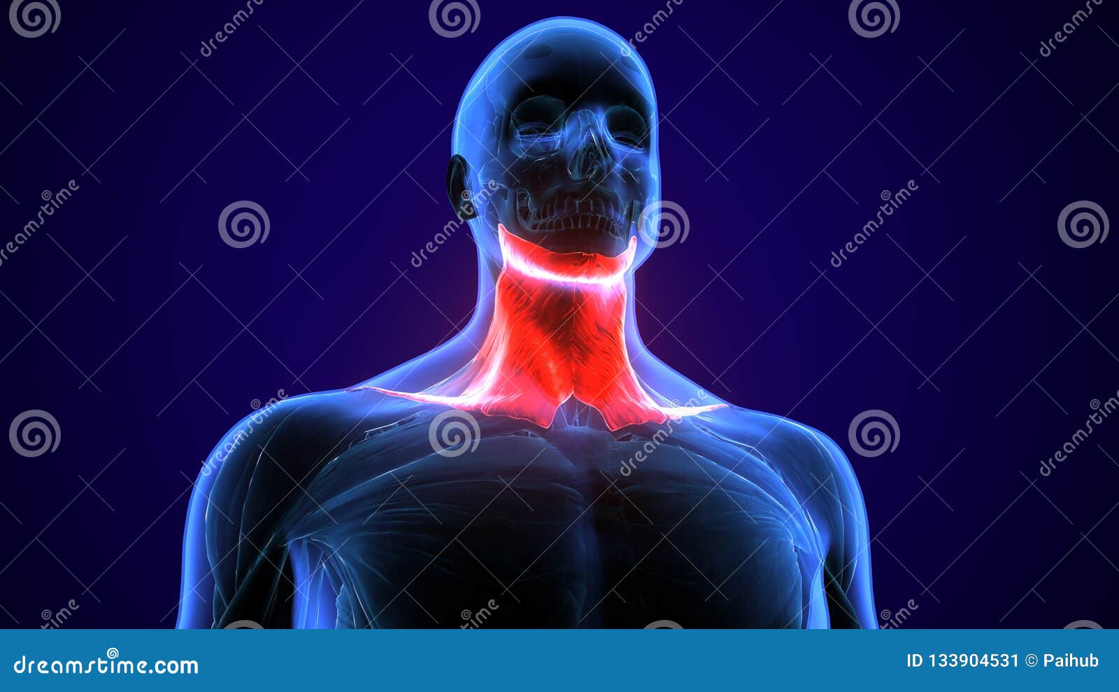 3d Illustration of Human Neck Muscle Anatomy for the Education. Stock ... Biology Diagrams