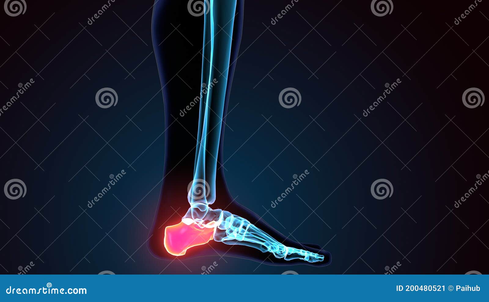 3d  of the human skeleton calcaneus bone