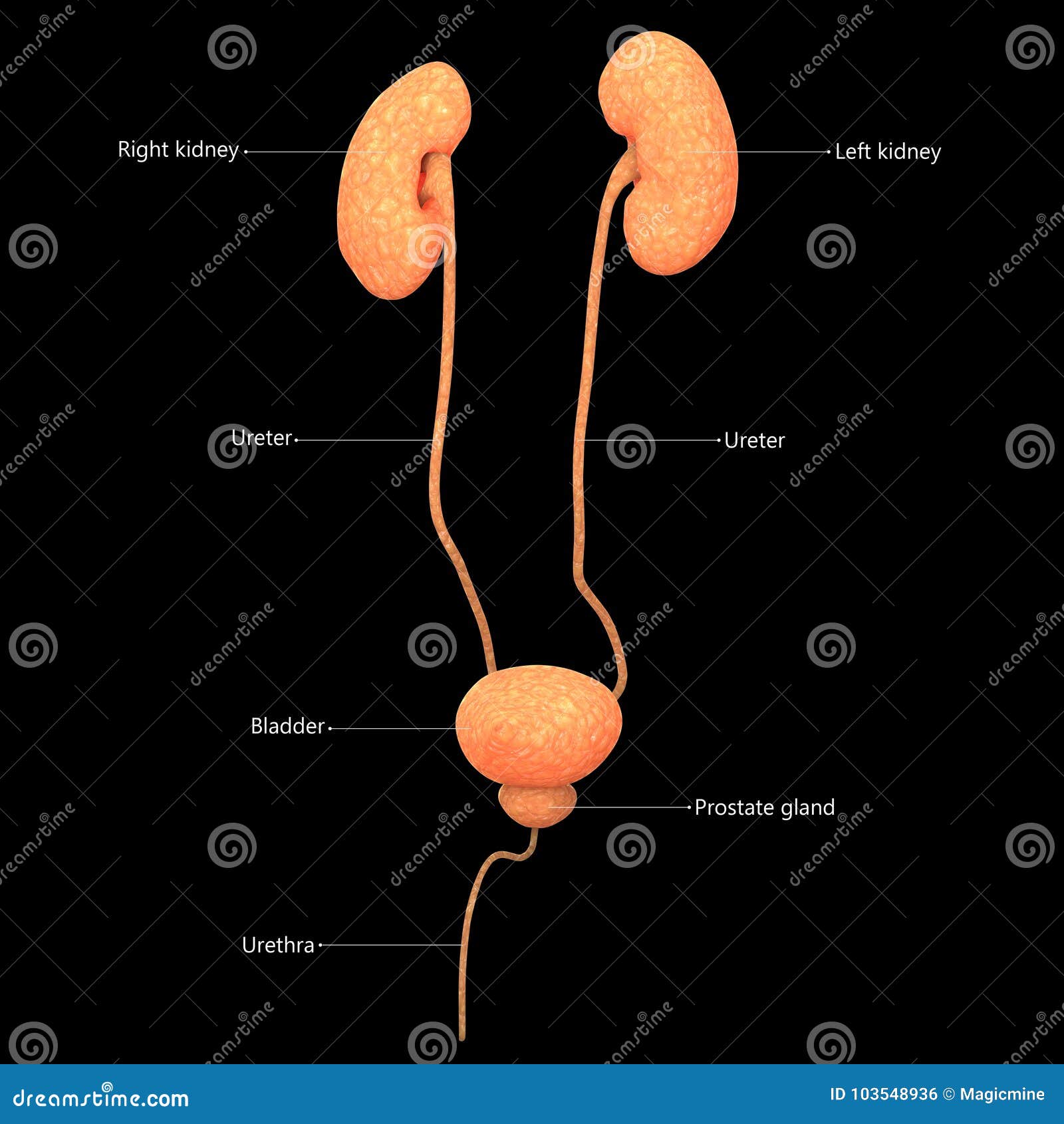 Picture of the kidney with labels