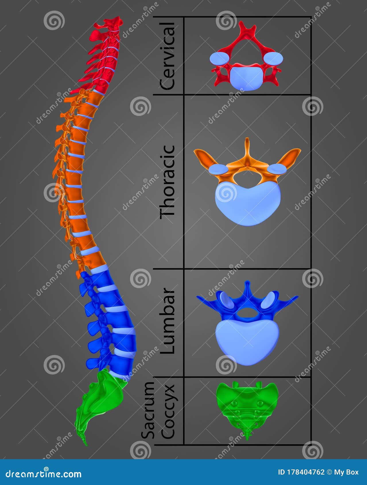 3D Illustration Human Vertebral Column Spine Anatomy Stock Photo - Illustration of ribs, medical: 178404762 3D Illustration Human Vertebral Column Spine Anatomy Stock Photo - Illustration of ribs, medical: 178404762