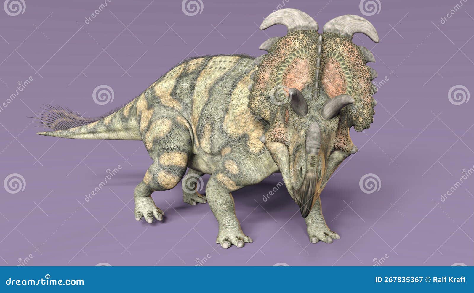 3d- of an  extincted dinosaur albertaceratops