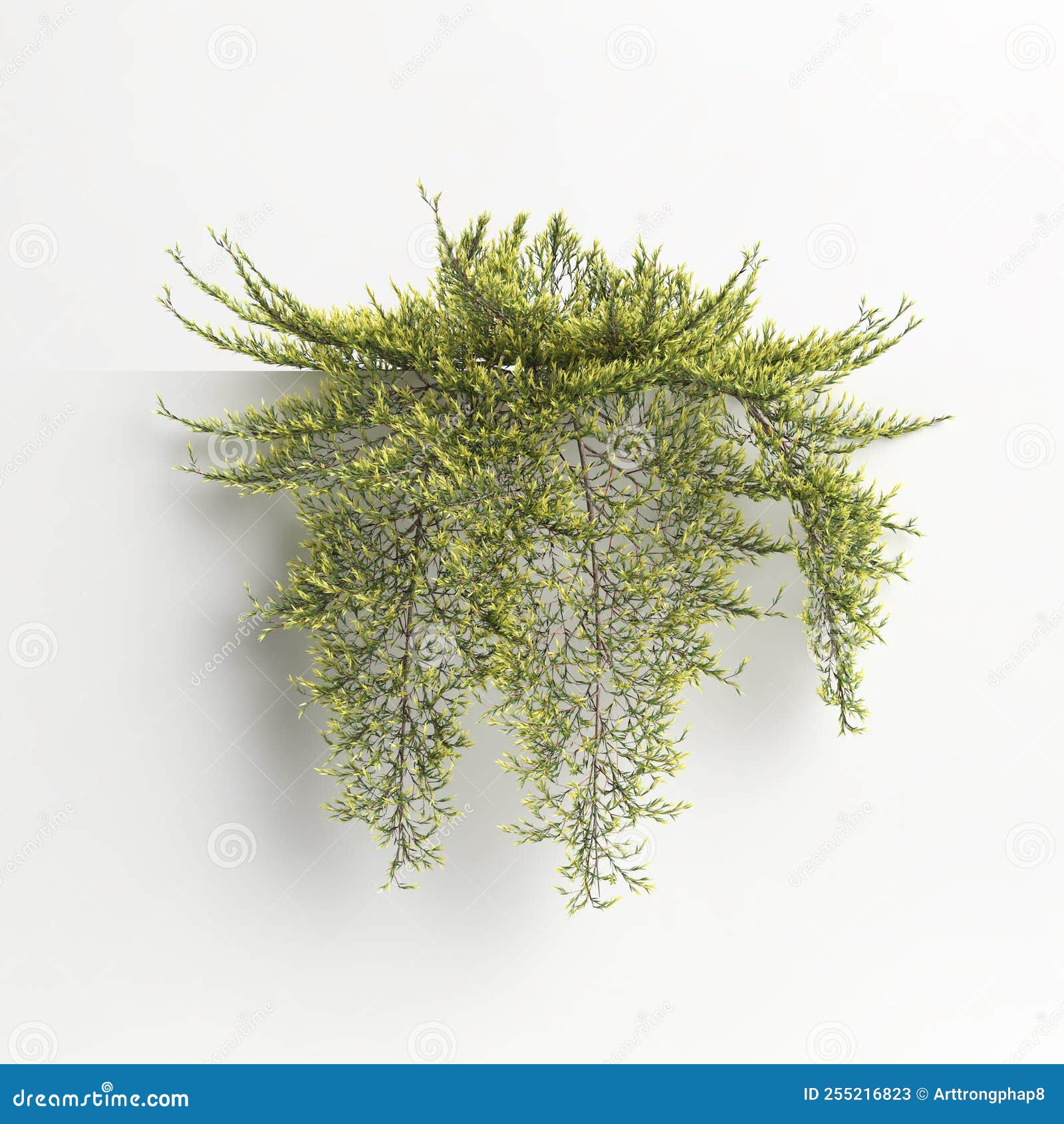 3d Illustration of Juniperus Horizontalis Golden Carpet Tree Isolated