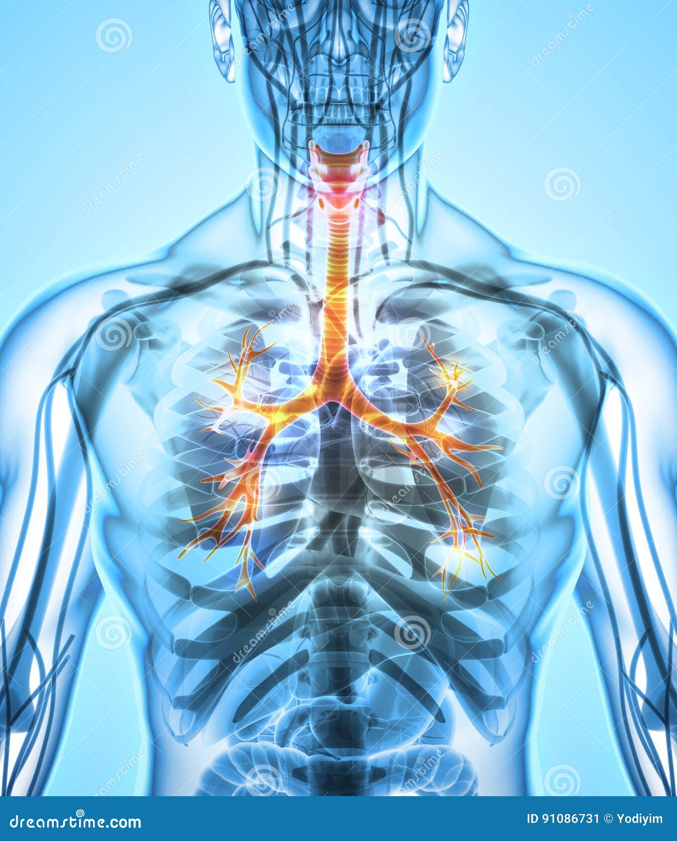 3D Illustration of Larynx Trachea Bronchi. Stock Illustration
