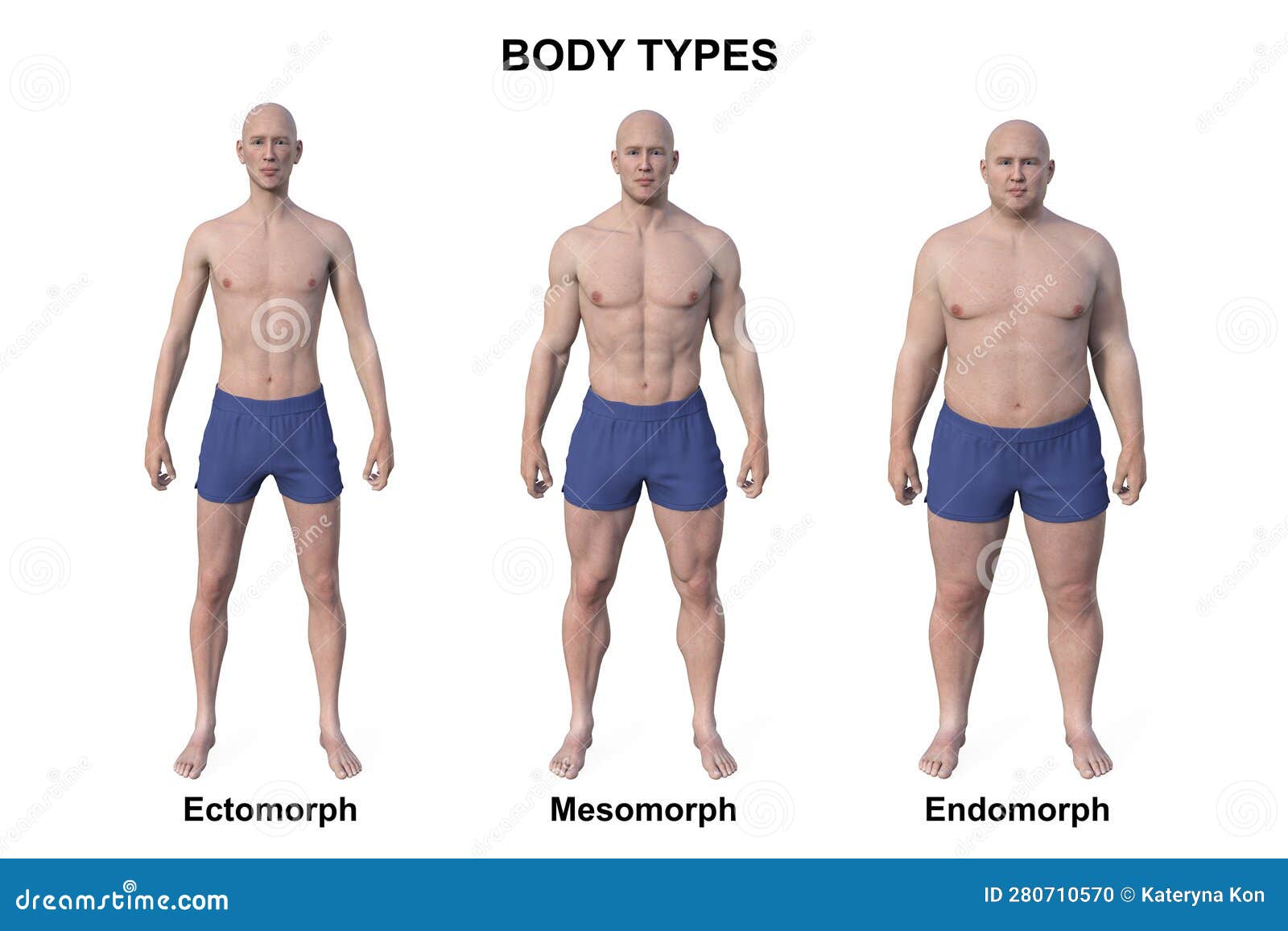 What is the science behind the ectomorph, mesomorph and endomorph