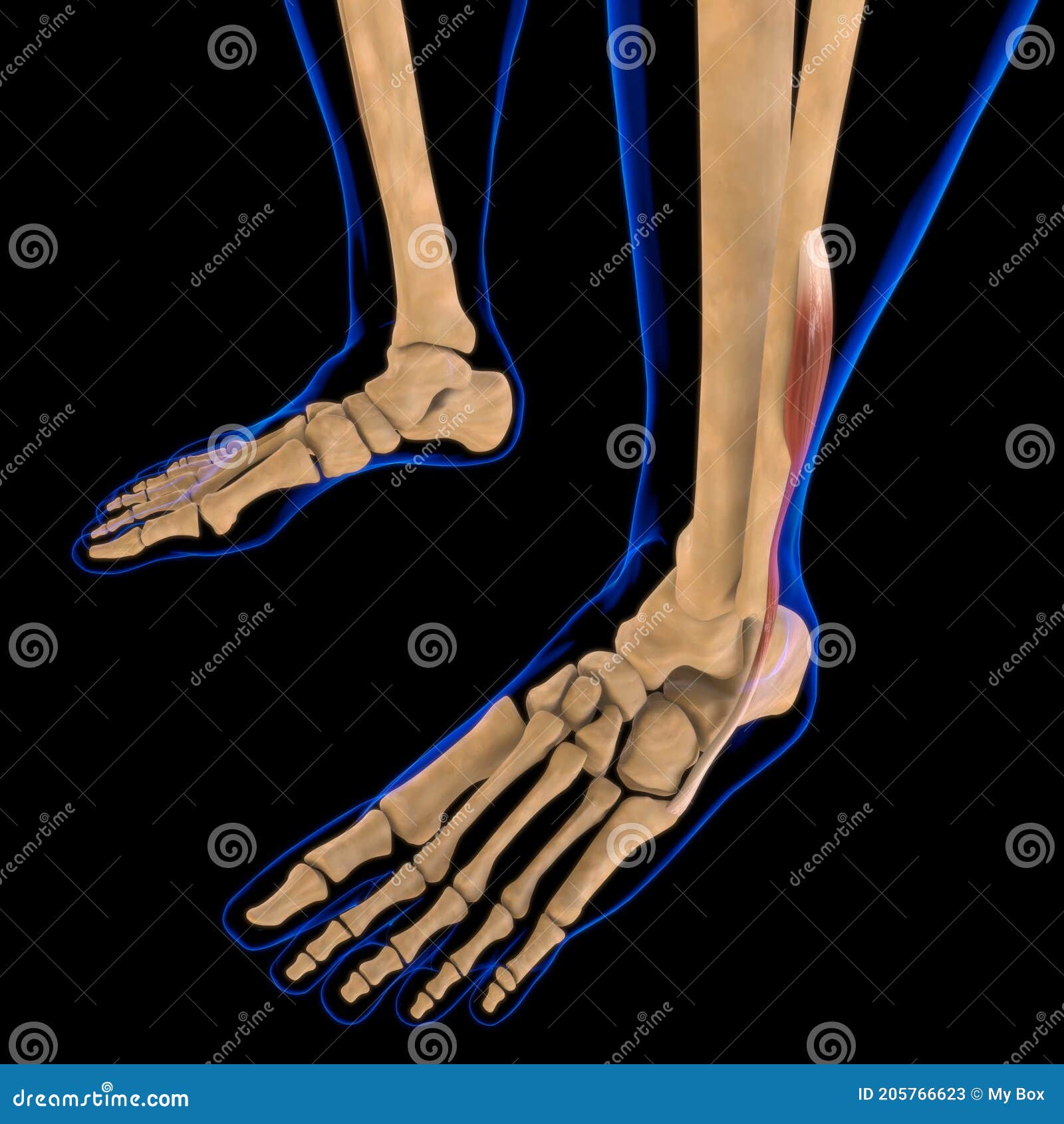Peroneus Brevis Muscle Anatomy for Medical Concept 3D Illustration