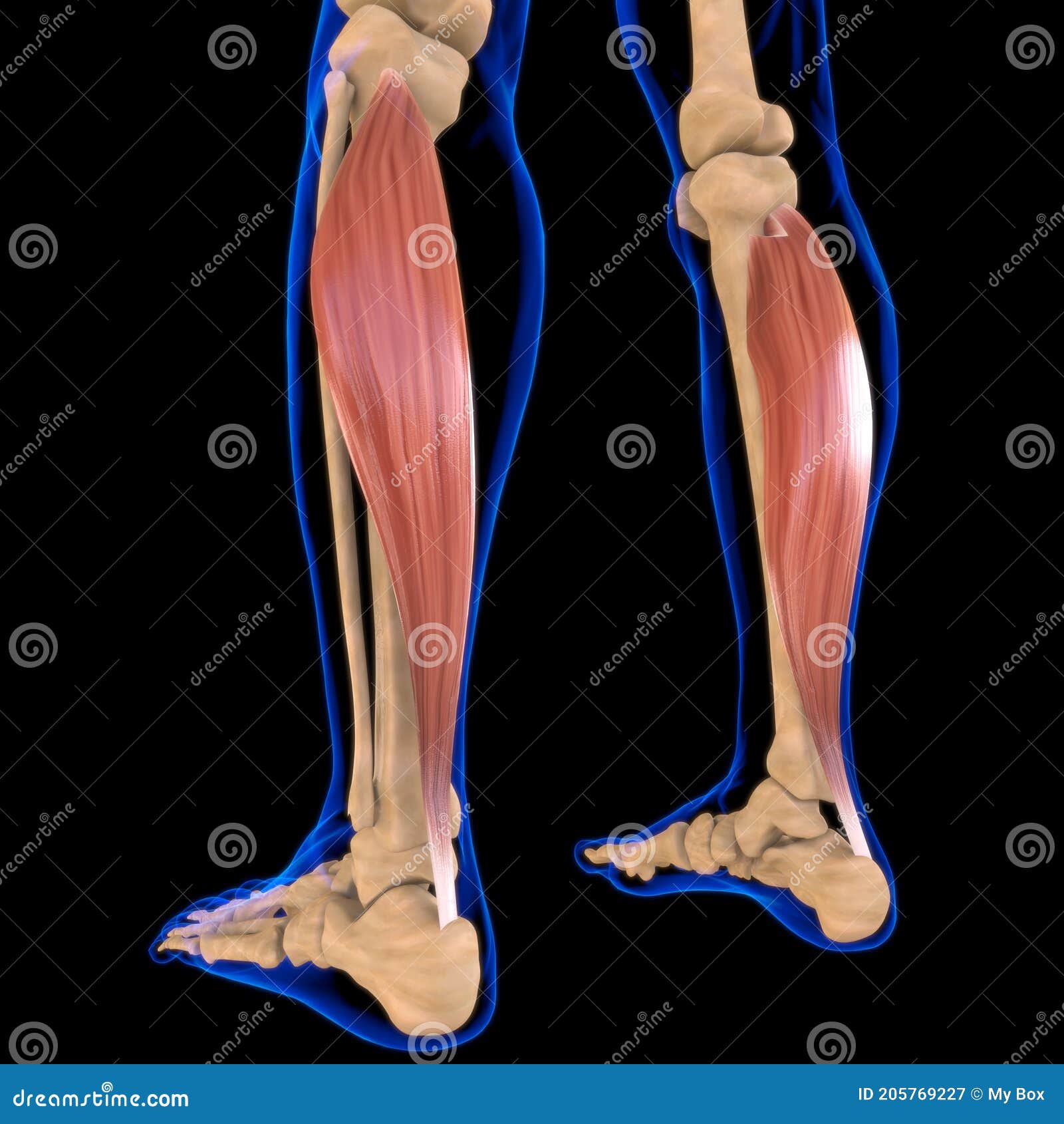 Soleus Muscle Anatomy for Medical Concept 3D Illustration Stock
