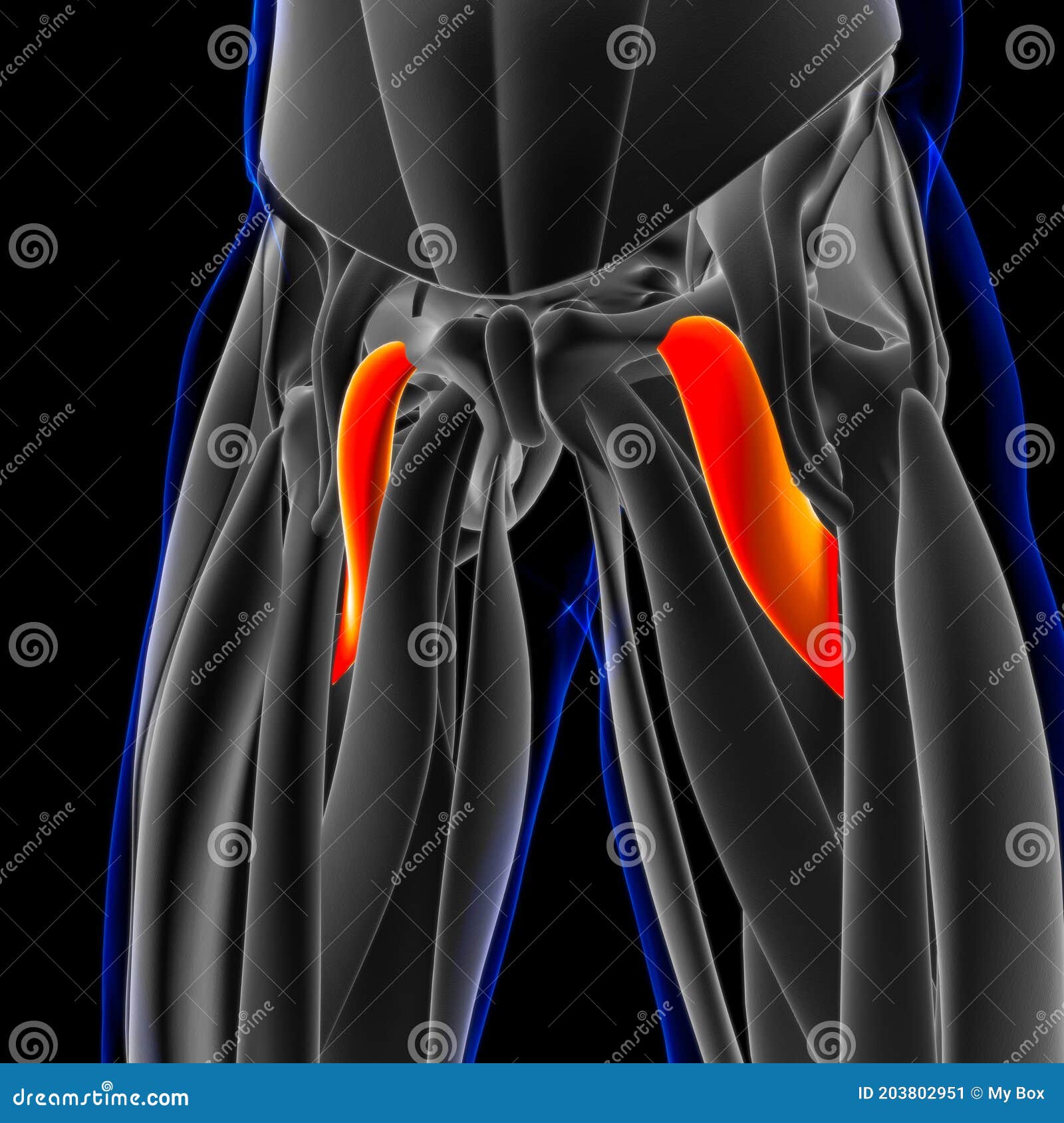 Pectineus Muscle Anatomy For Medical Concept 3d Illustration Stock Illustration Illustration Of Magnus Anterior 203802951