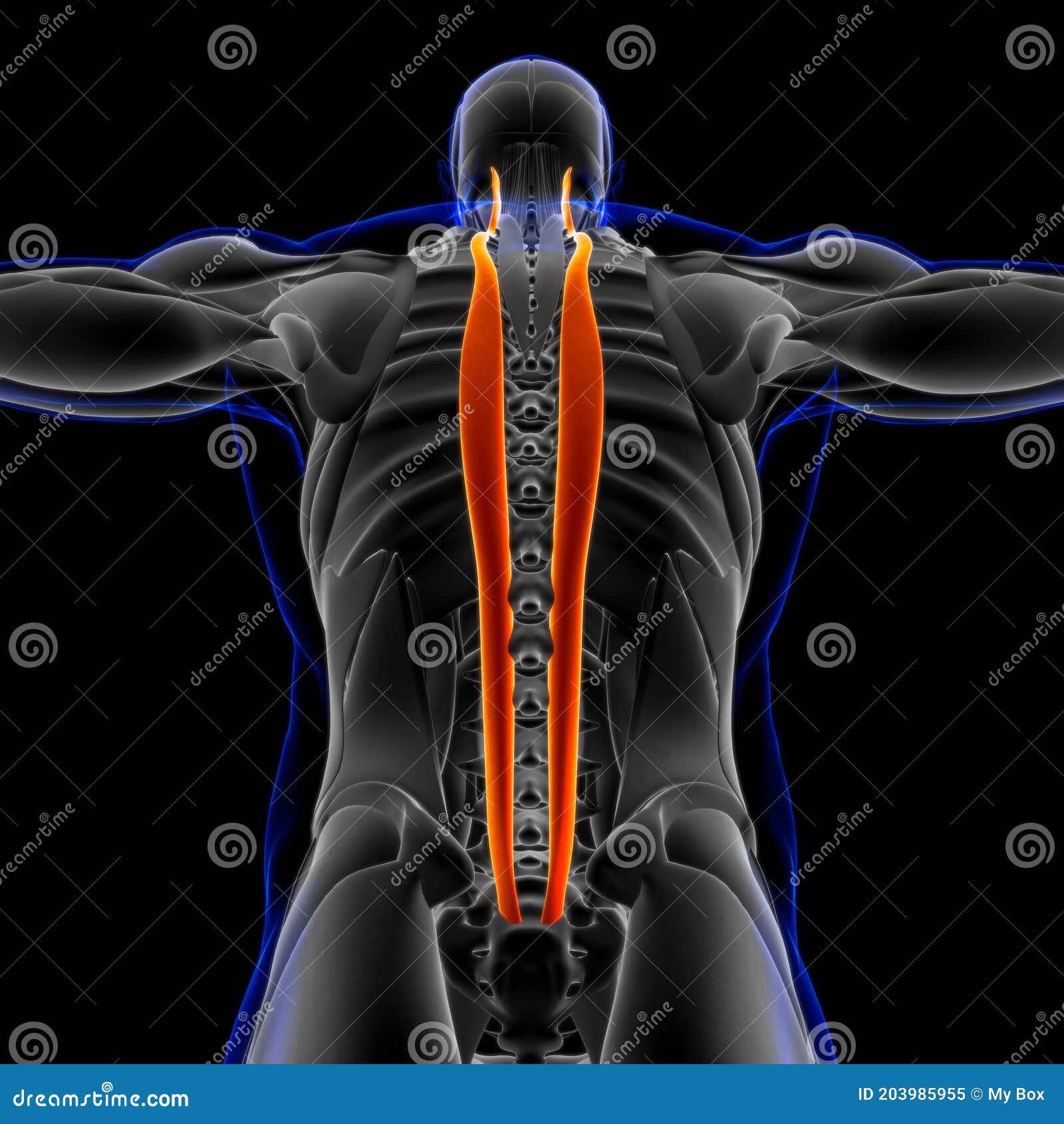 3d 4 medical imuscle 3d 4 medical imuscle