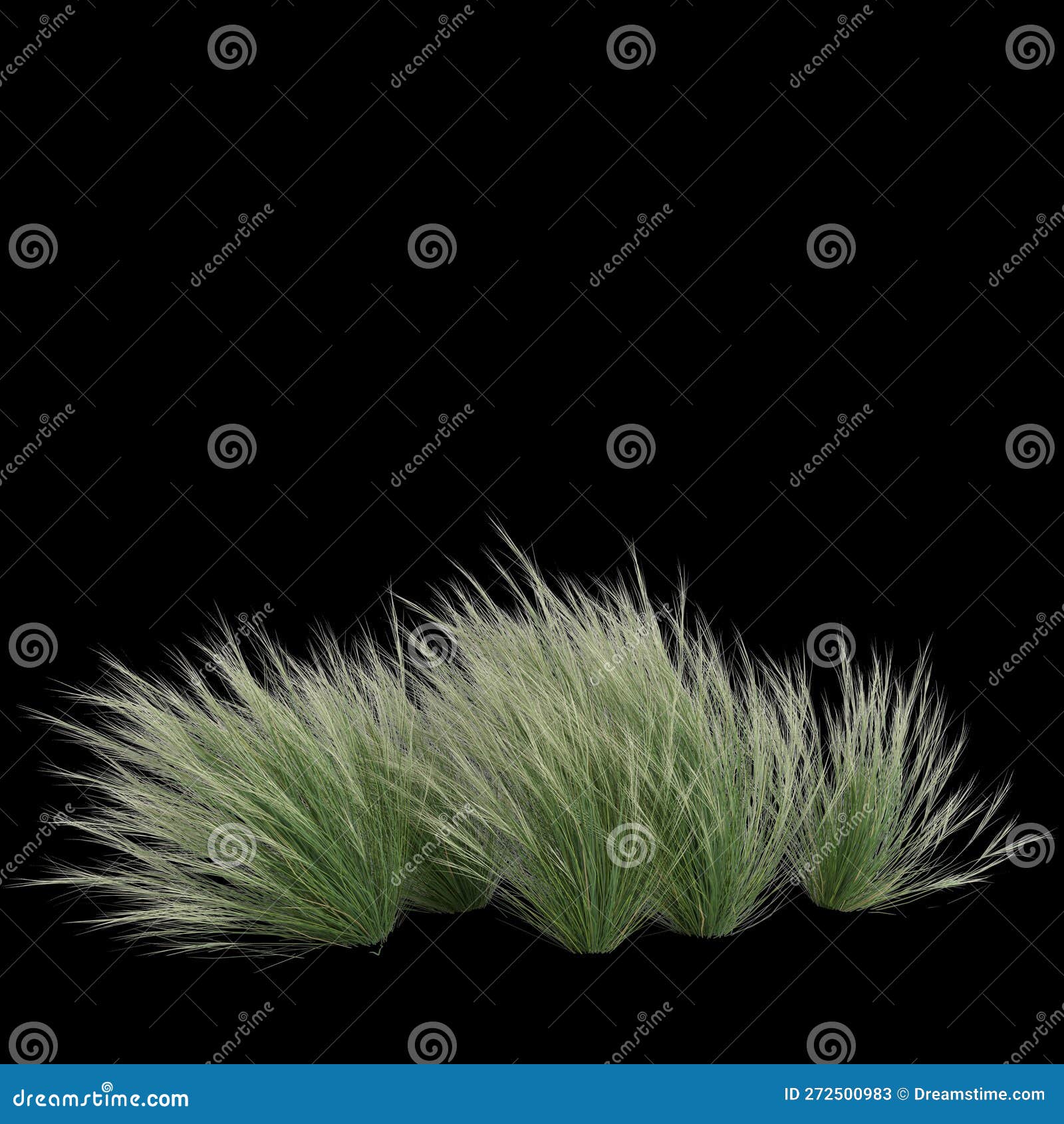 3d Illustration Of Set Nassella Tenuissima Grass Isolated On Black ...