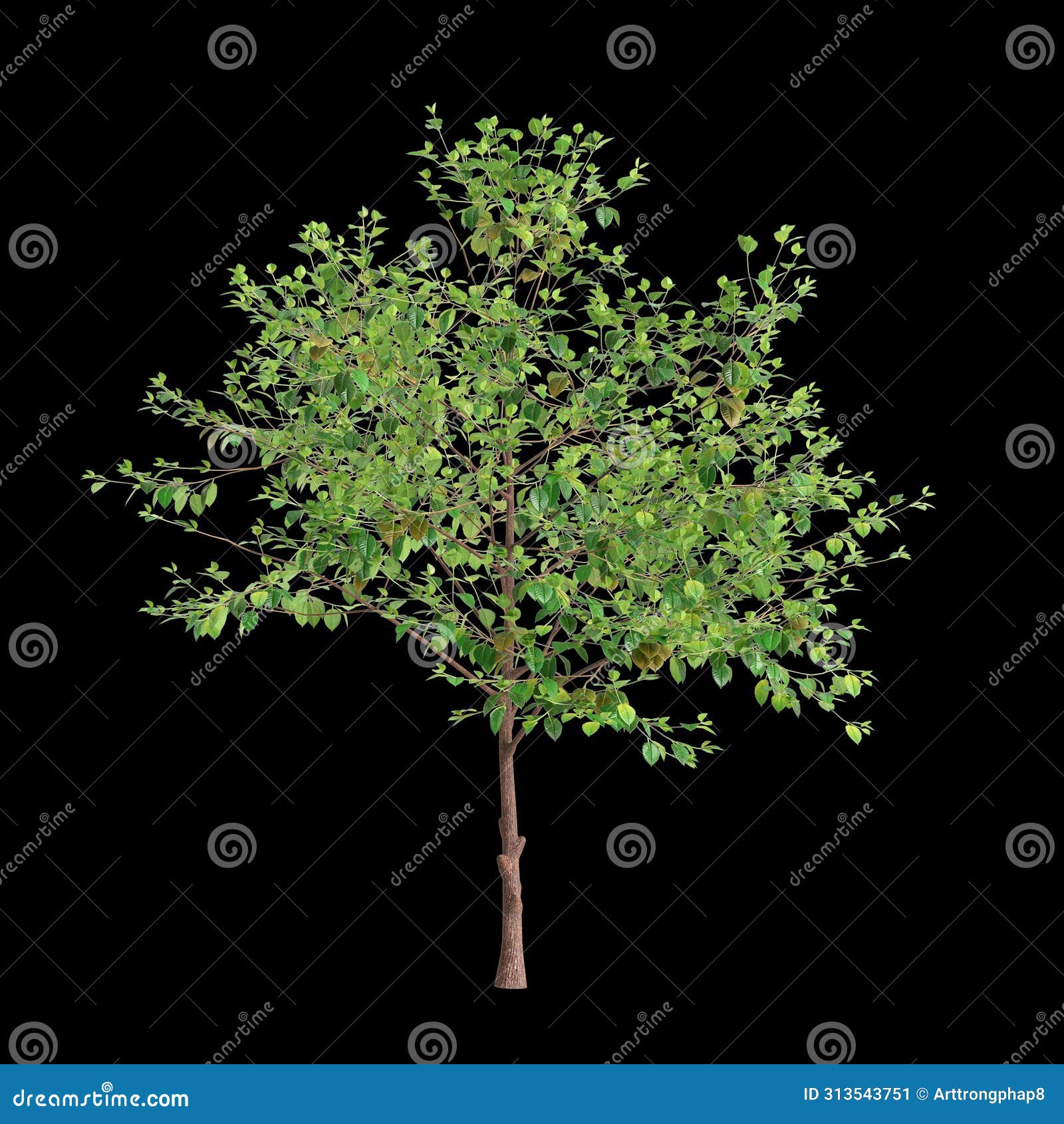 3d  of neolamarckia cadamba tree  on black background