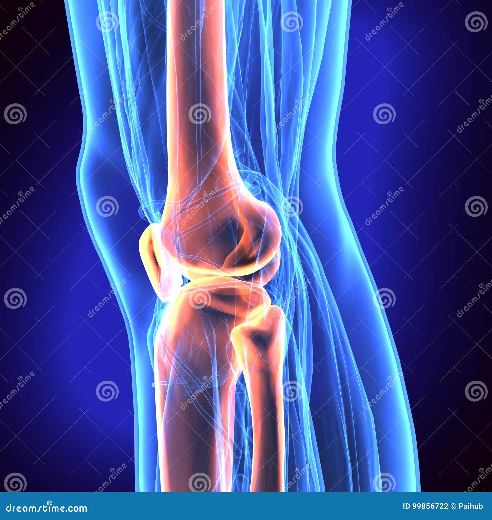 3d  of patella - part of human skeleton.
