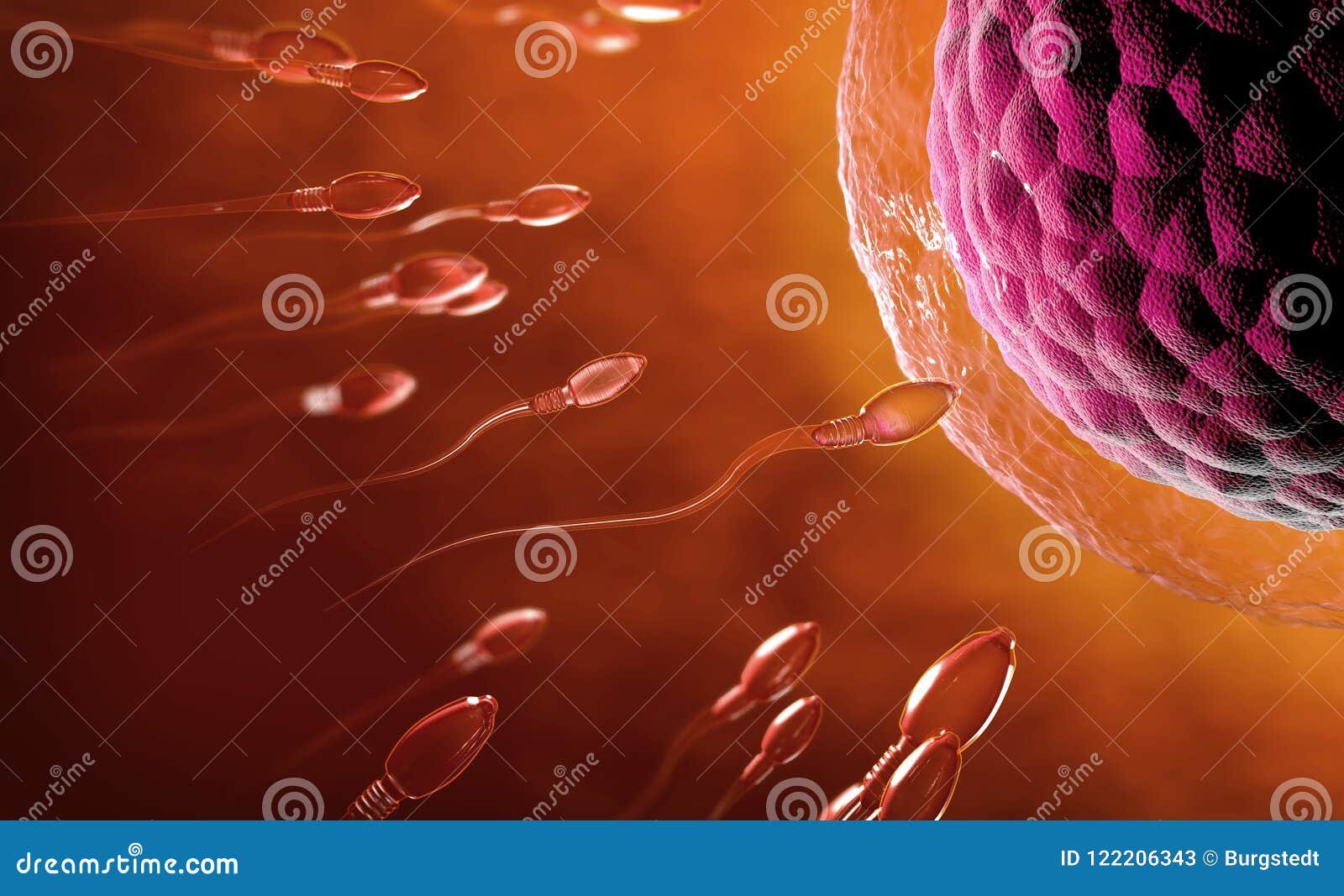 transparent sperm cells swimming towards egg cell