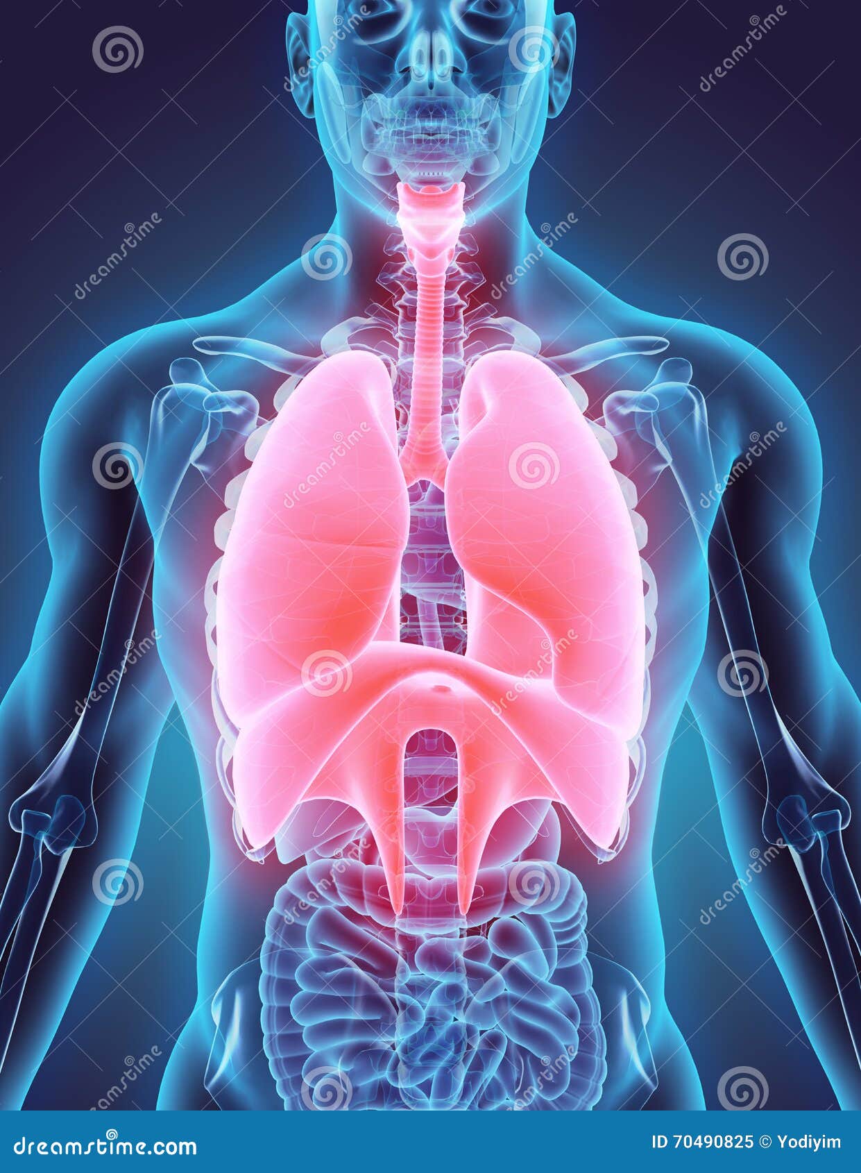 3d  of respiratory system.