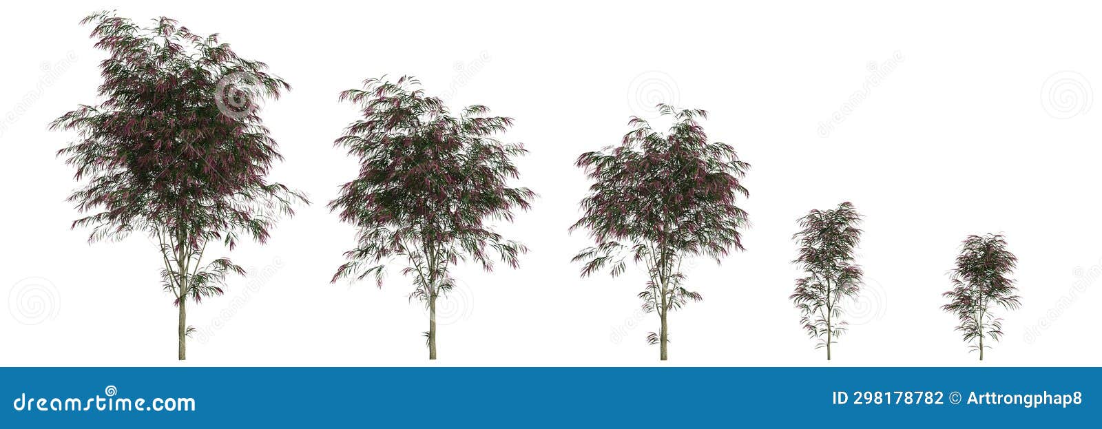 3d Illustration of Set Agonis Flexuosa Tree Isolated on White