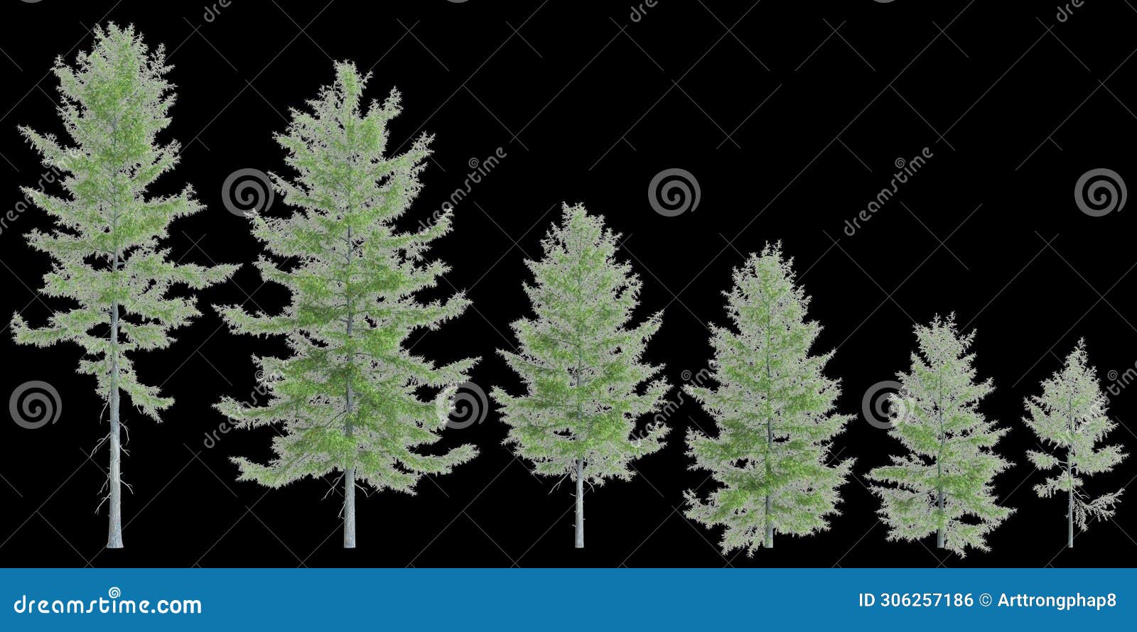 3d  of set tsuga heterophylla tree  on white background