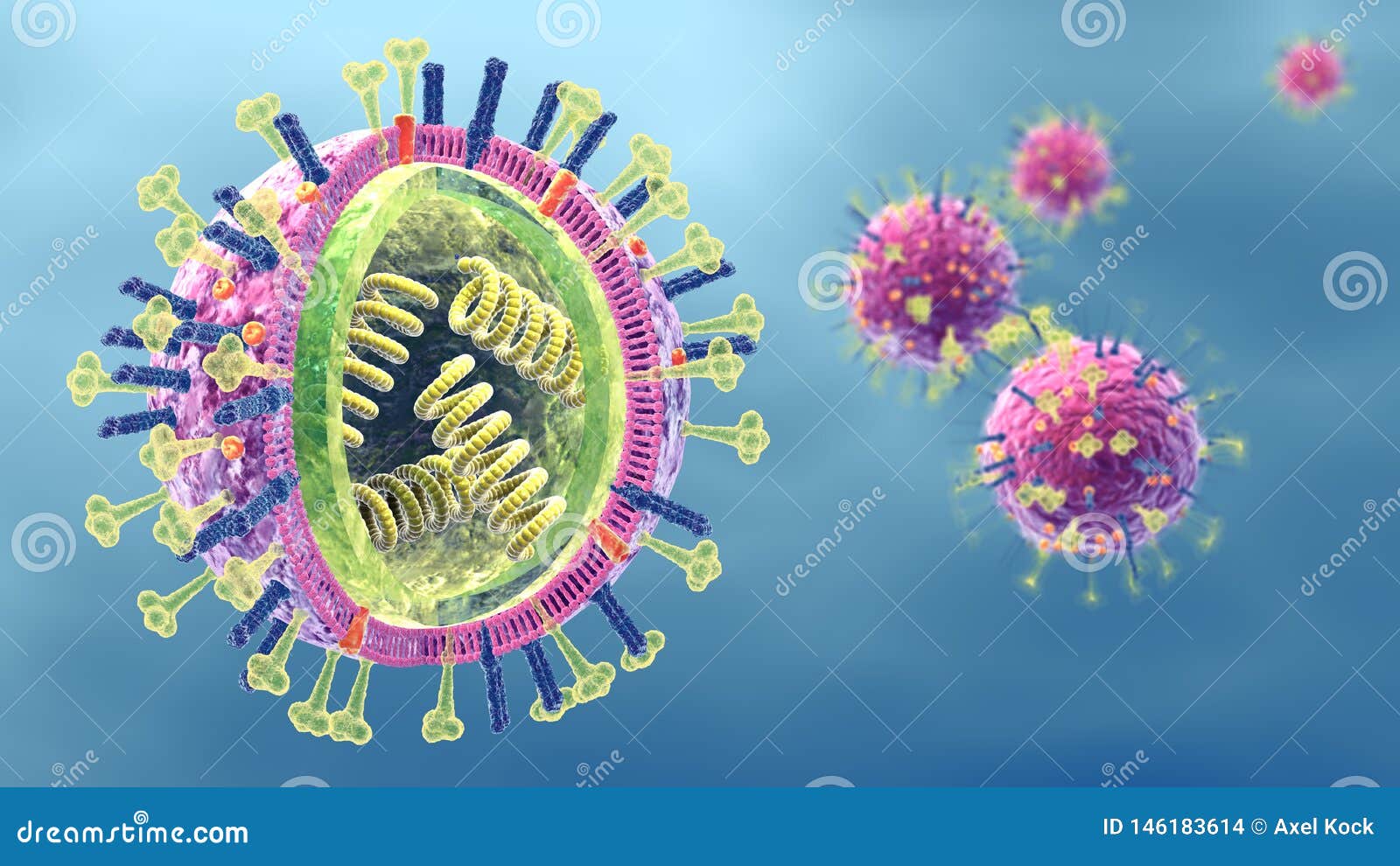 flu. influenza viruses with rna, surface proteins hemagglutinin and neuraminidase,  medically 3d 
