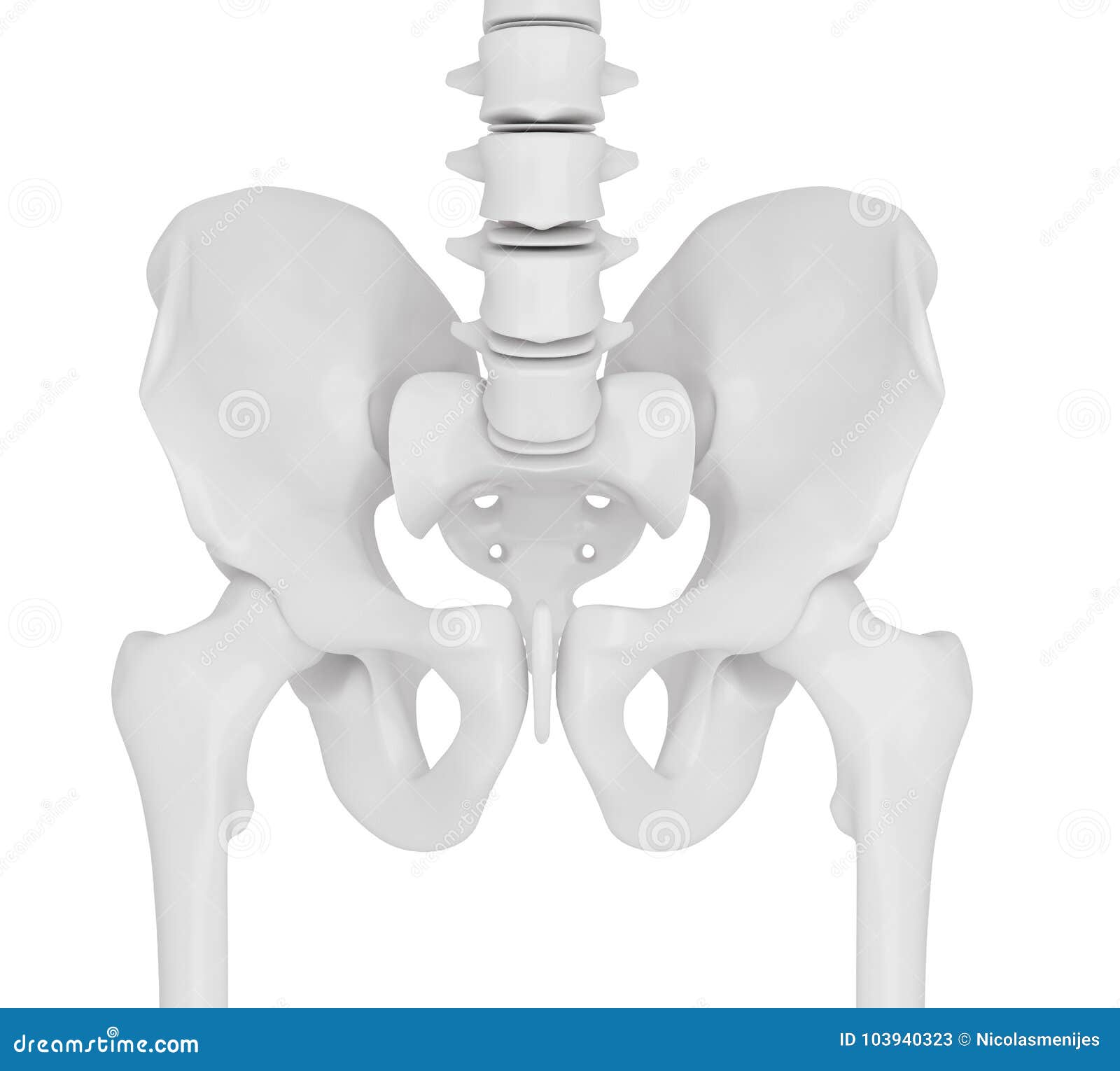 3d Illustration Of The Skeletal Hip Stock Illustration Illustration