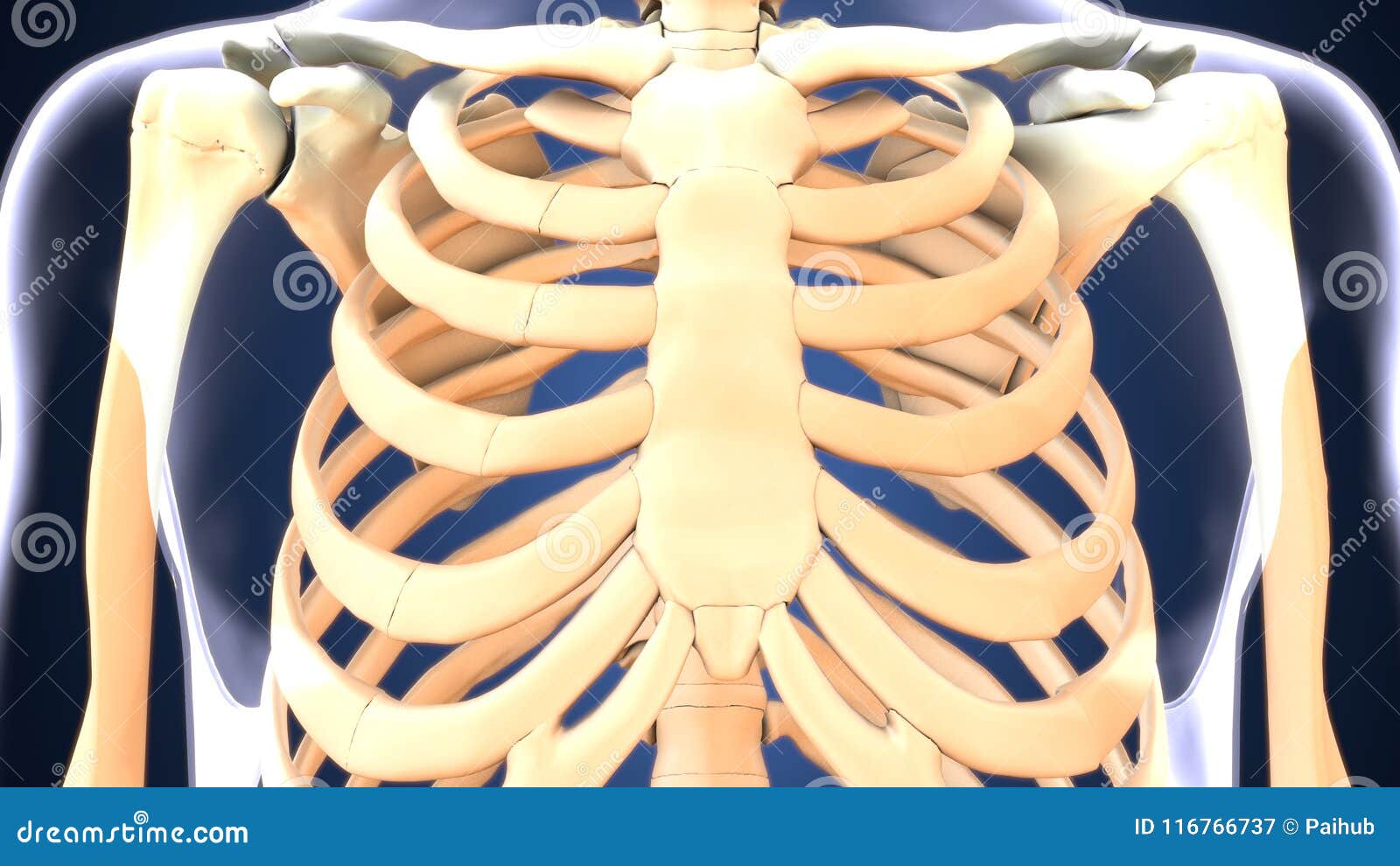 Anatomy Of Ribs Rib Cage Anatomy Function Britannica Typical Ribs