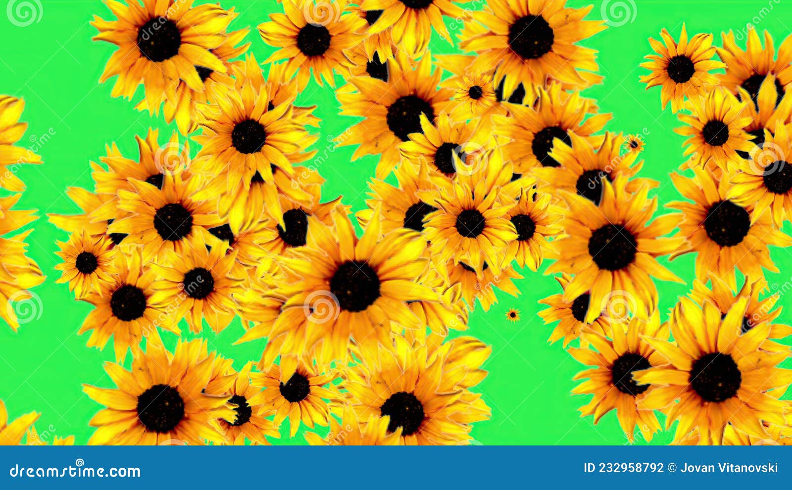Sunflowers Background Pattern on Green Screen Stock Illustration