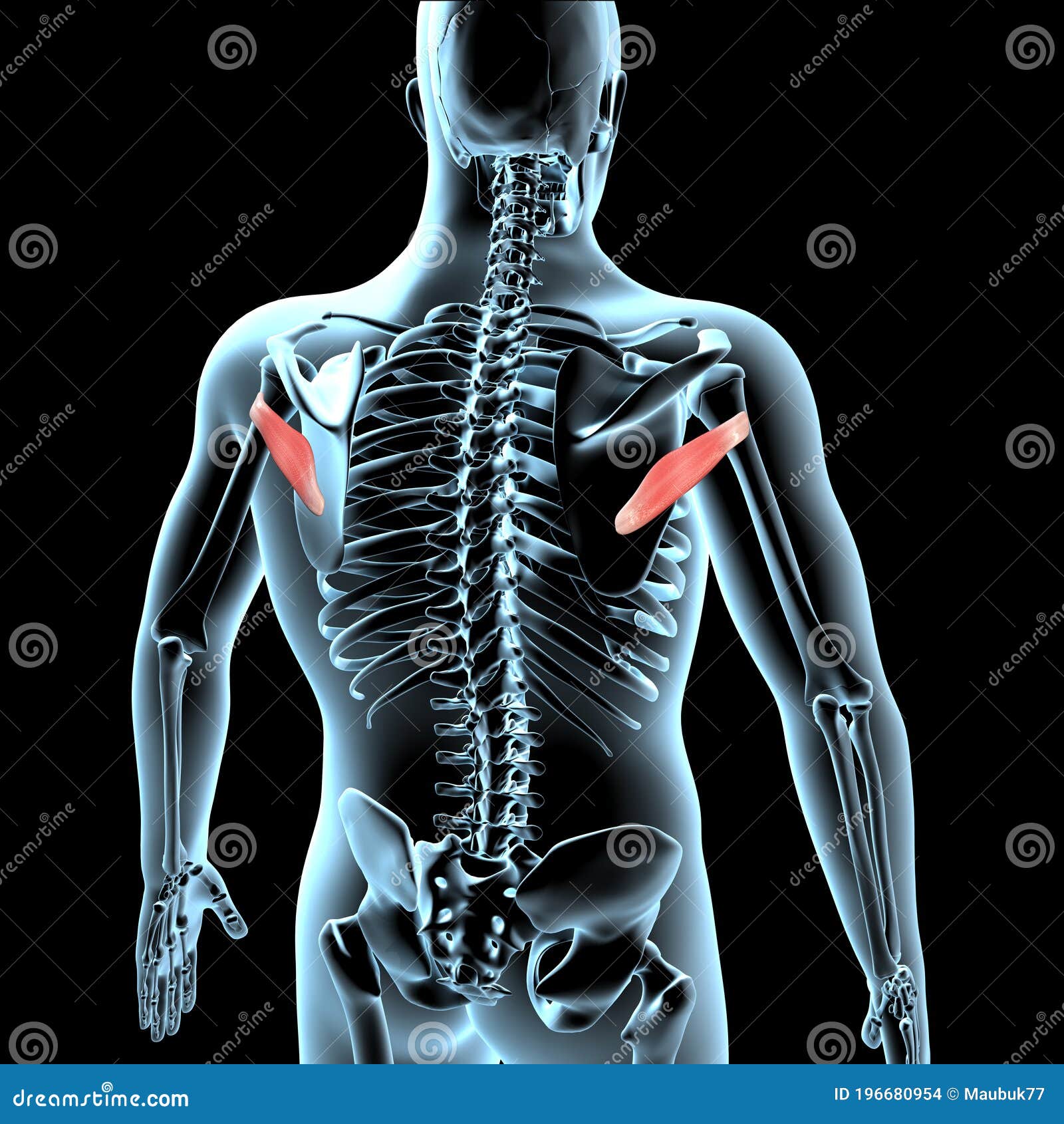 3d Illustration Of The Teres Major Muscles Anatomical Position On Xray