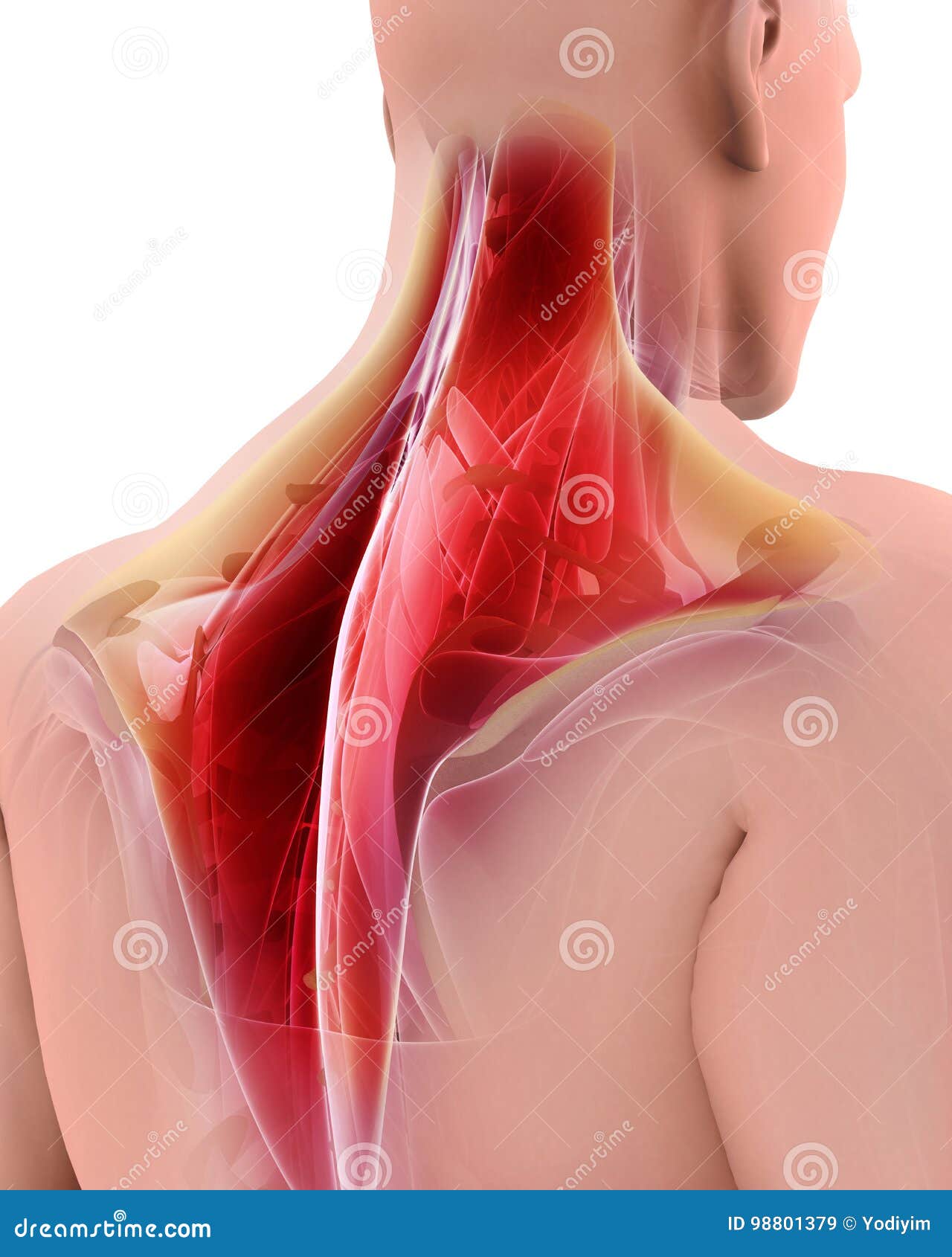 Trapezius Anatomy Muscles Stock Photography 32284112