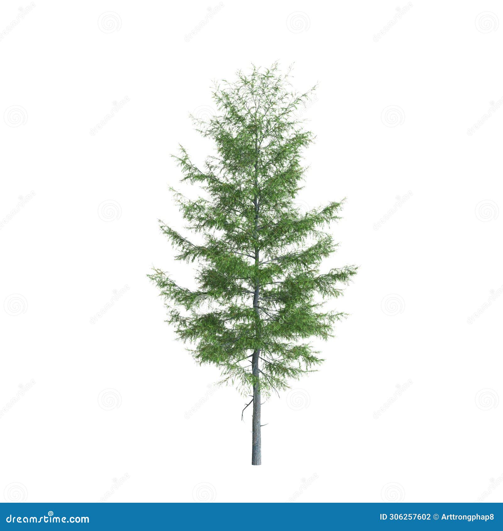 3d  of tsuga heterophylla tree  on white background