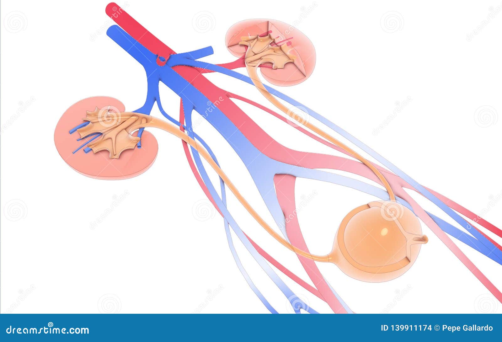 3d  urinary system, kidneys, ureters and urinary bladder. - ilustraciÃÂ³n