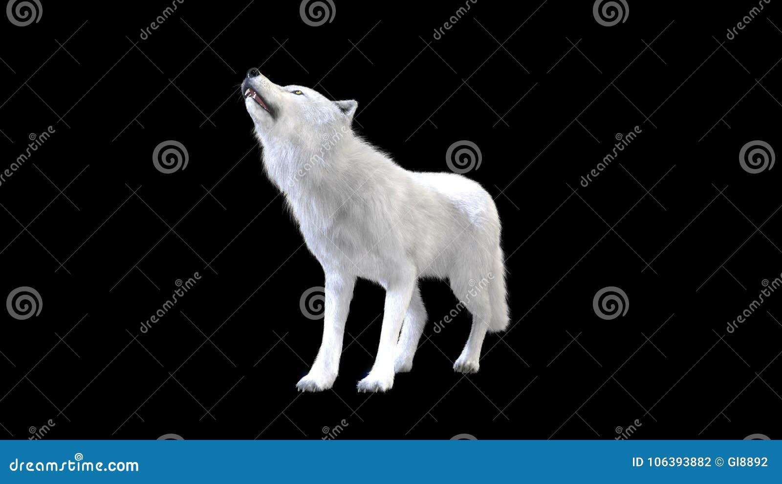 black and white wolf dog