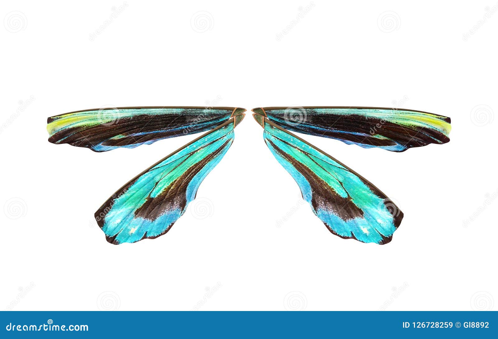 Wings of Insect with Clipping Path. Stock Image Image of details
