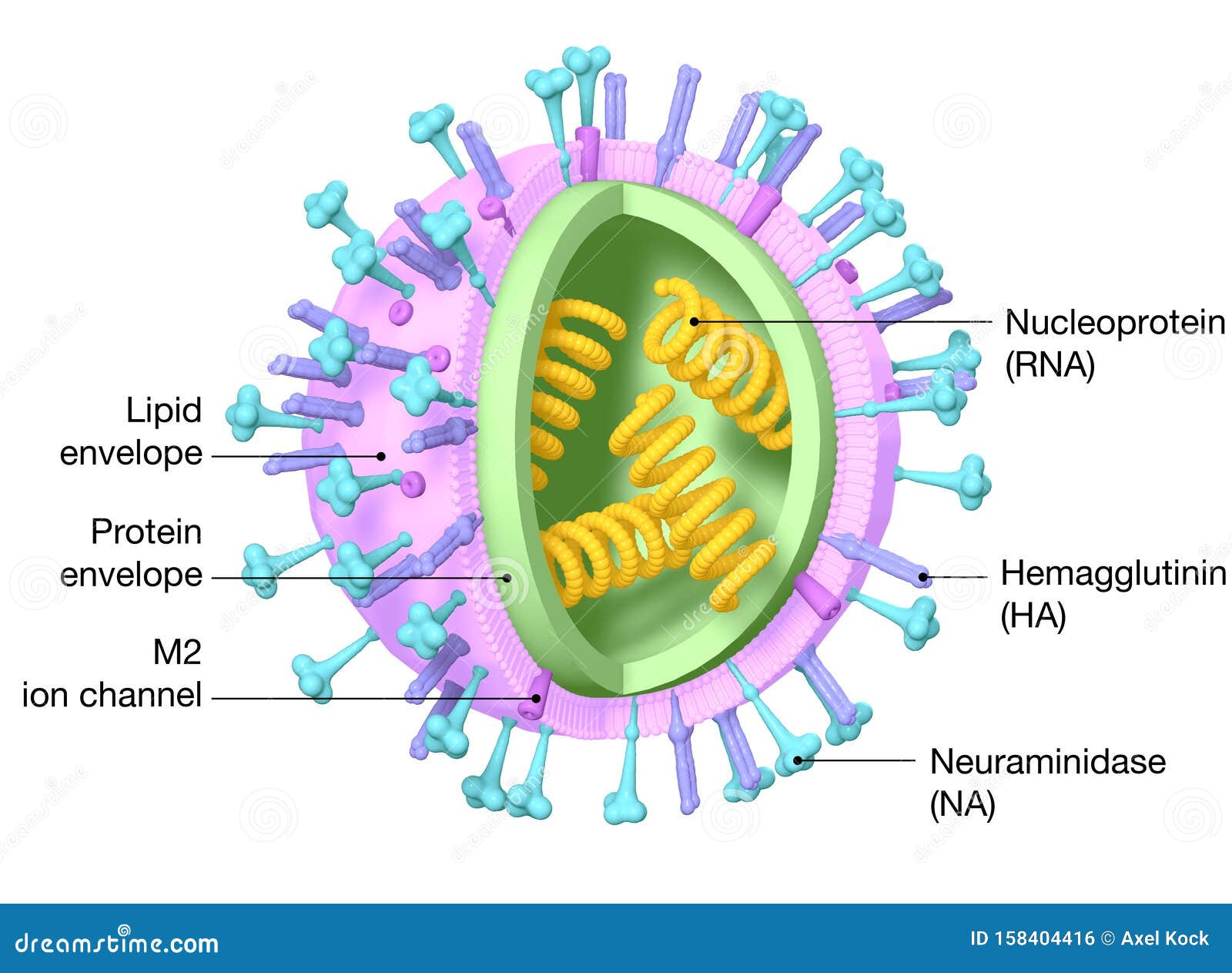 flu. influenza virus with rna, surface proteins hemagglutinin and neuraminidase,  medically 3d 