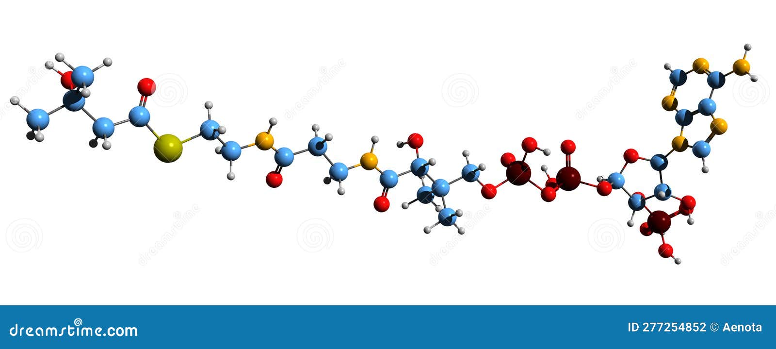 3d image of beta-hydroxy beta-methylbutyryl-coa skeletal formula