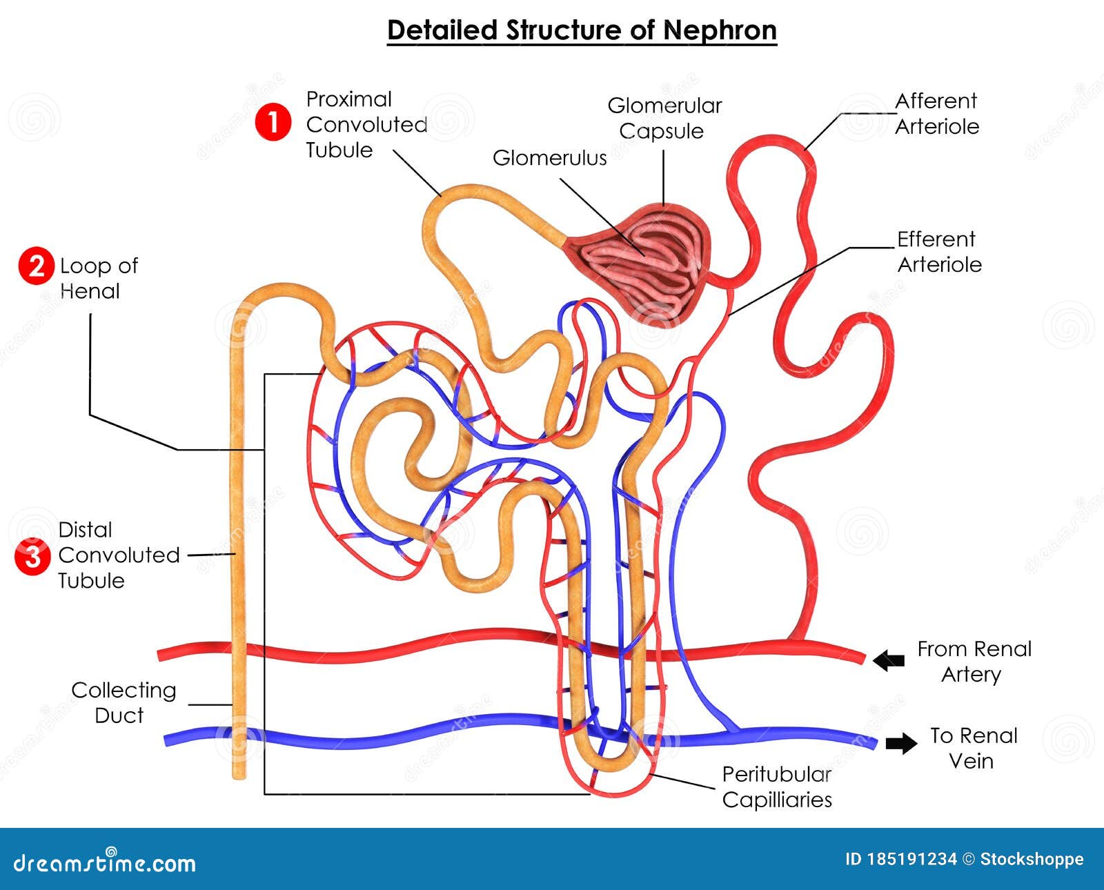 Structure Of A Nephron. Formation Of The Urine Vector Illustration