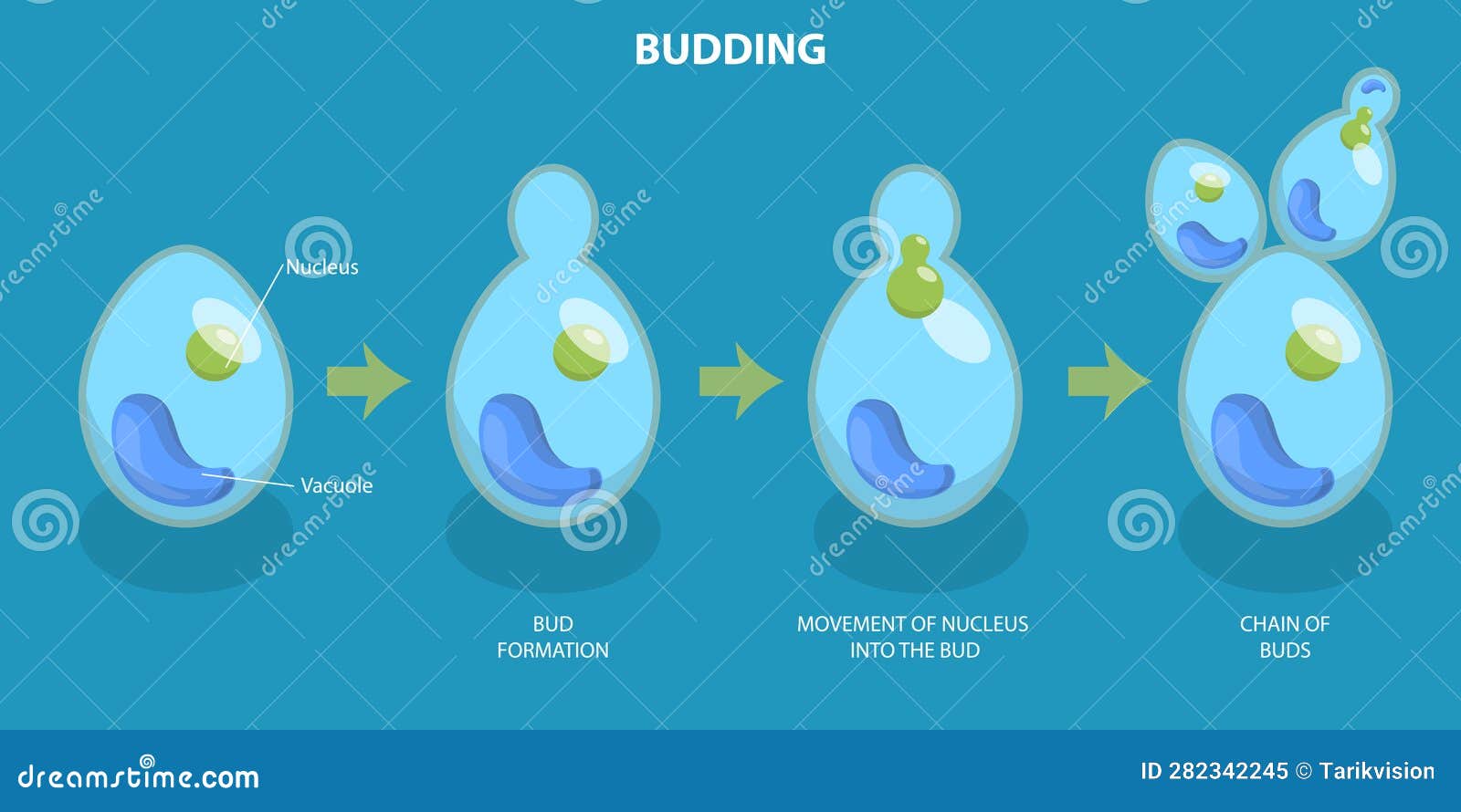 Budding Asexual Reproduction Of Yeast Cell Cartoon Vector