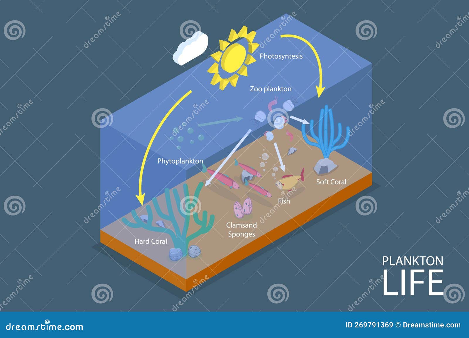 Plankton Life And Water Organisms Food Chain Role Explanation Outline ... Biology Diagrams