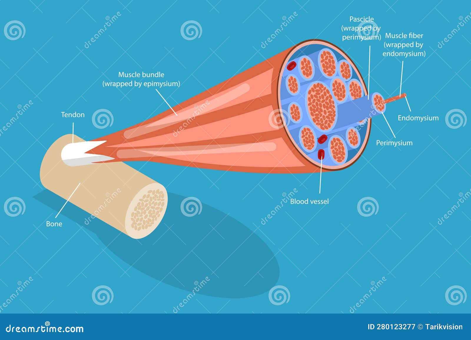 3d isometric flat  conceptual  of skeletal muscles