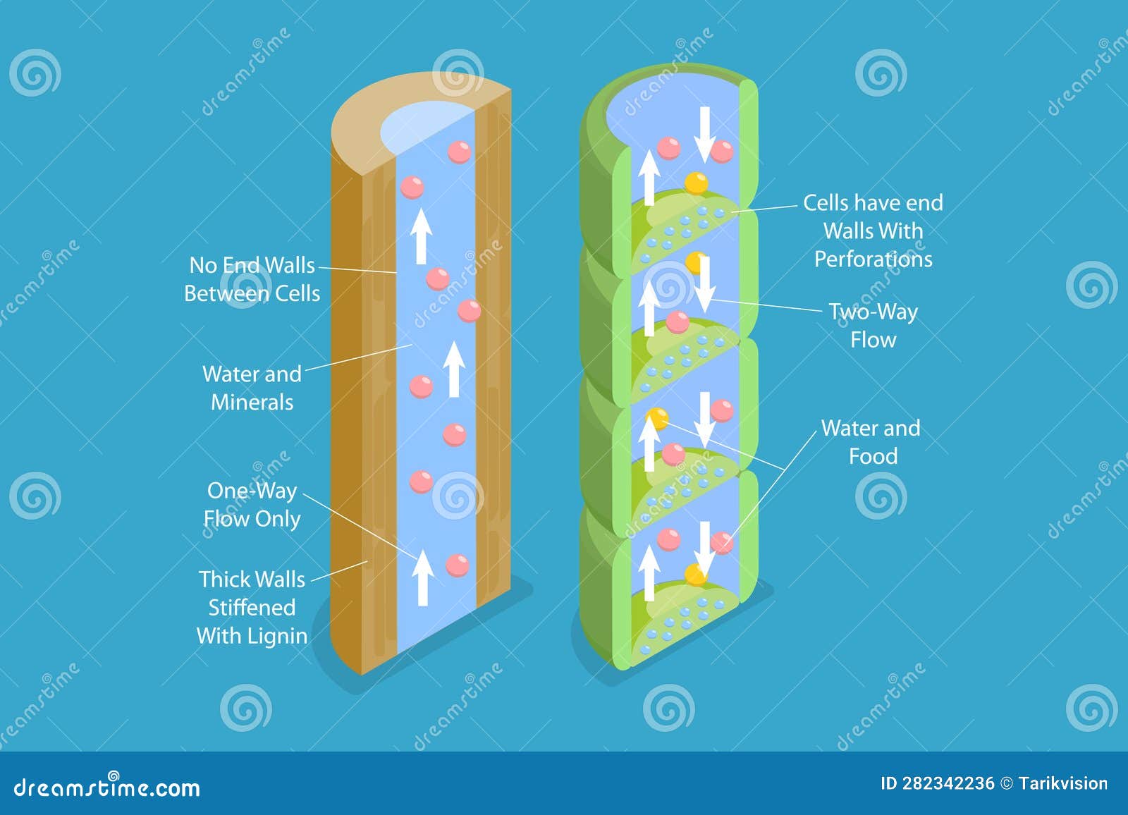 3d isometric flat  conceptual  of xylem and phloem water