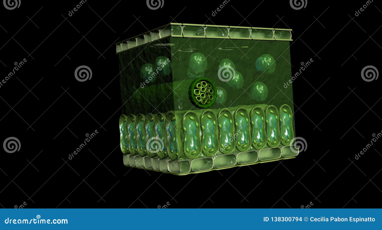 3d leaf cross section